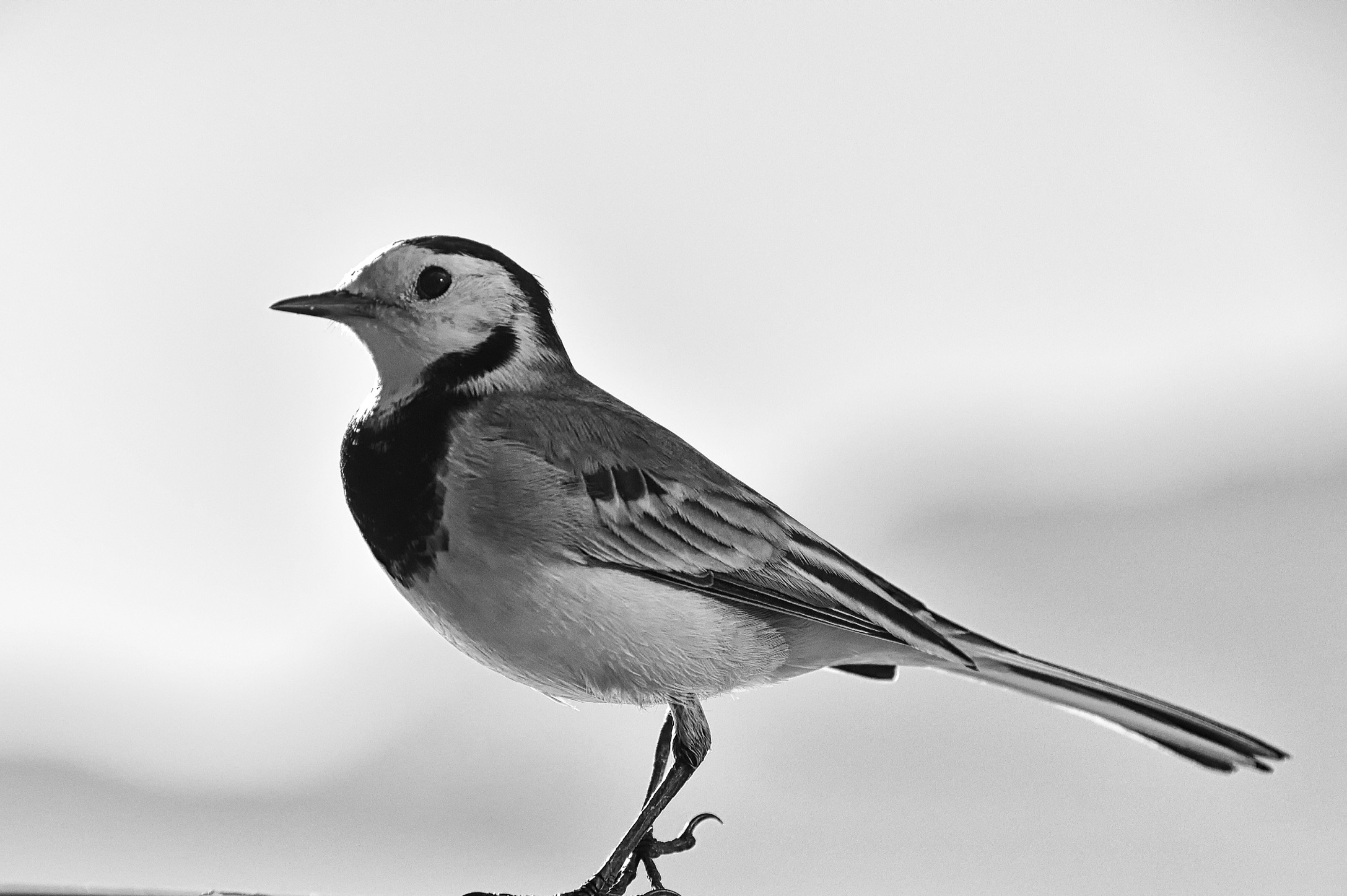 white and black Ballerina