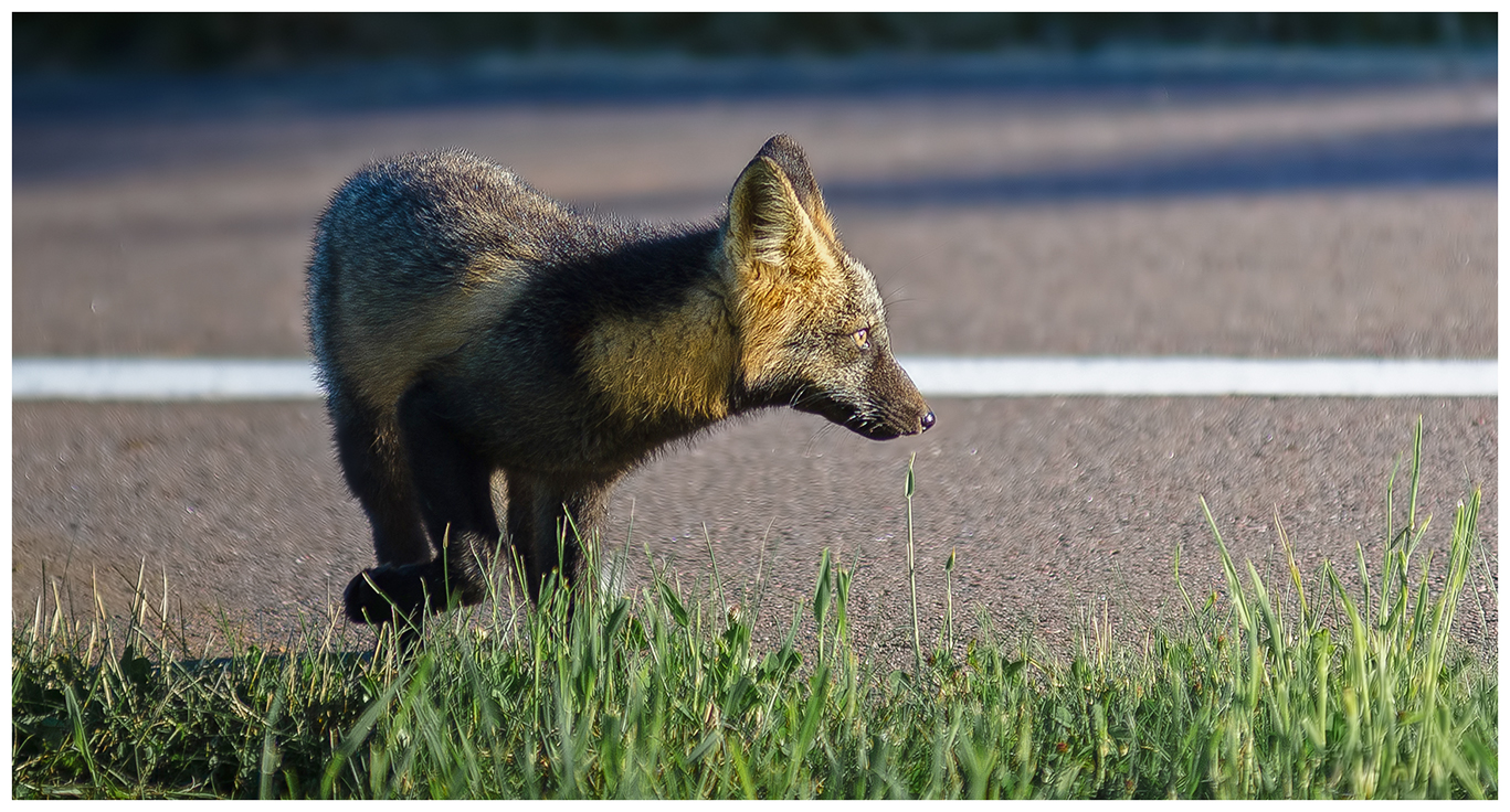 Kit nel sorgere del sole molto presto di mattina