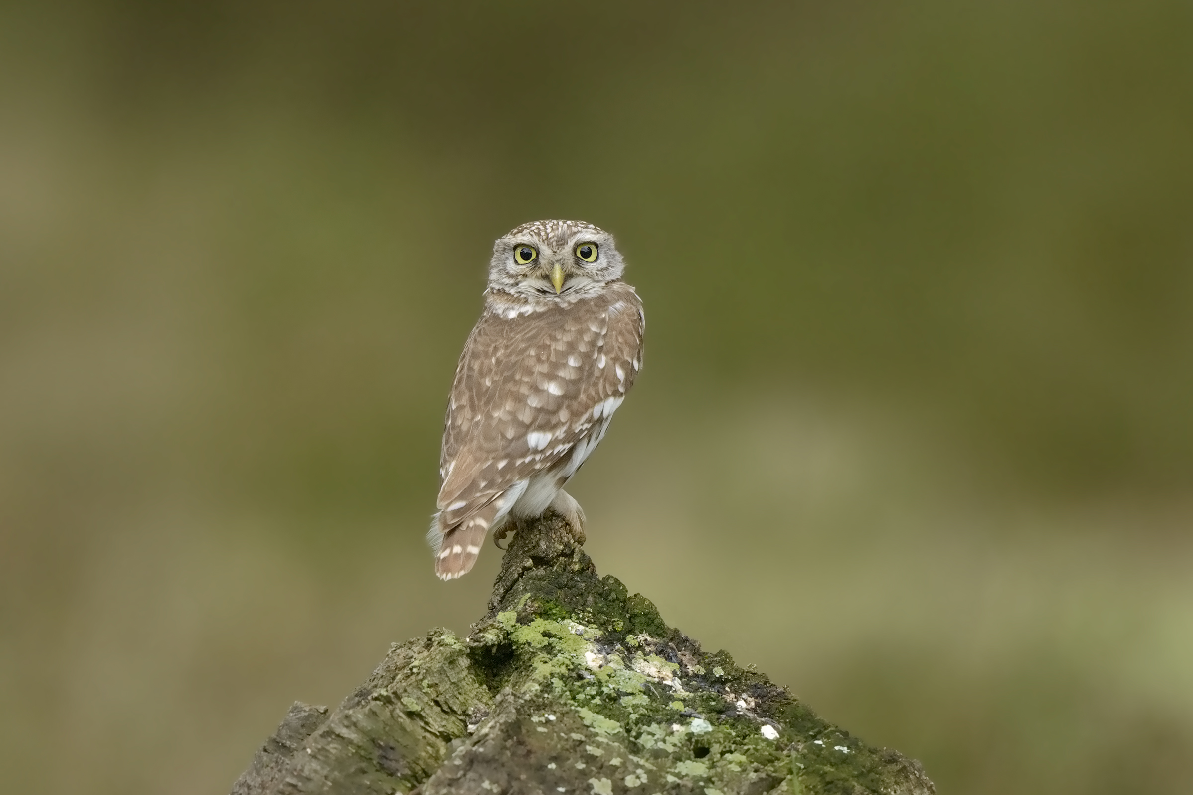 civetta nella sughereta