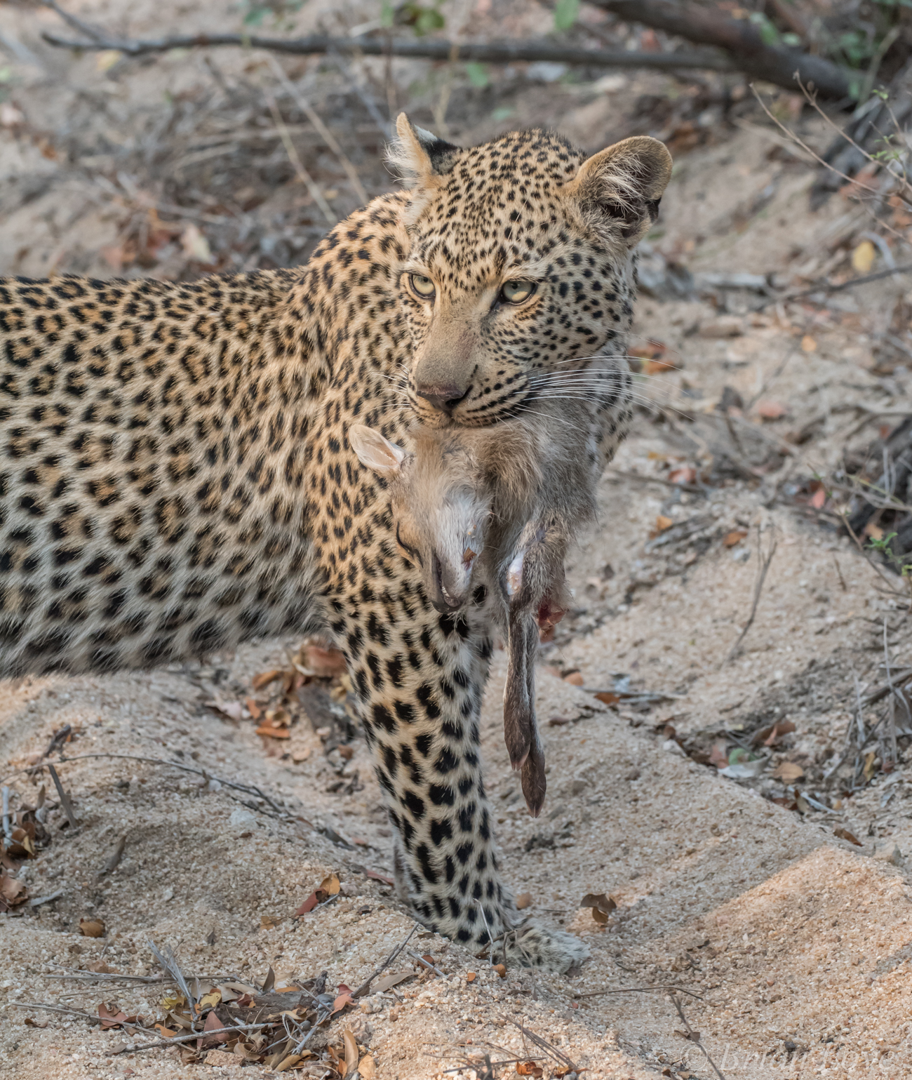 Take Away Food Africa Style