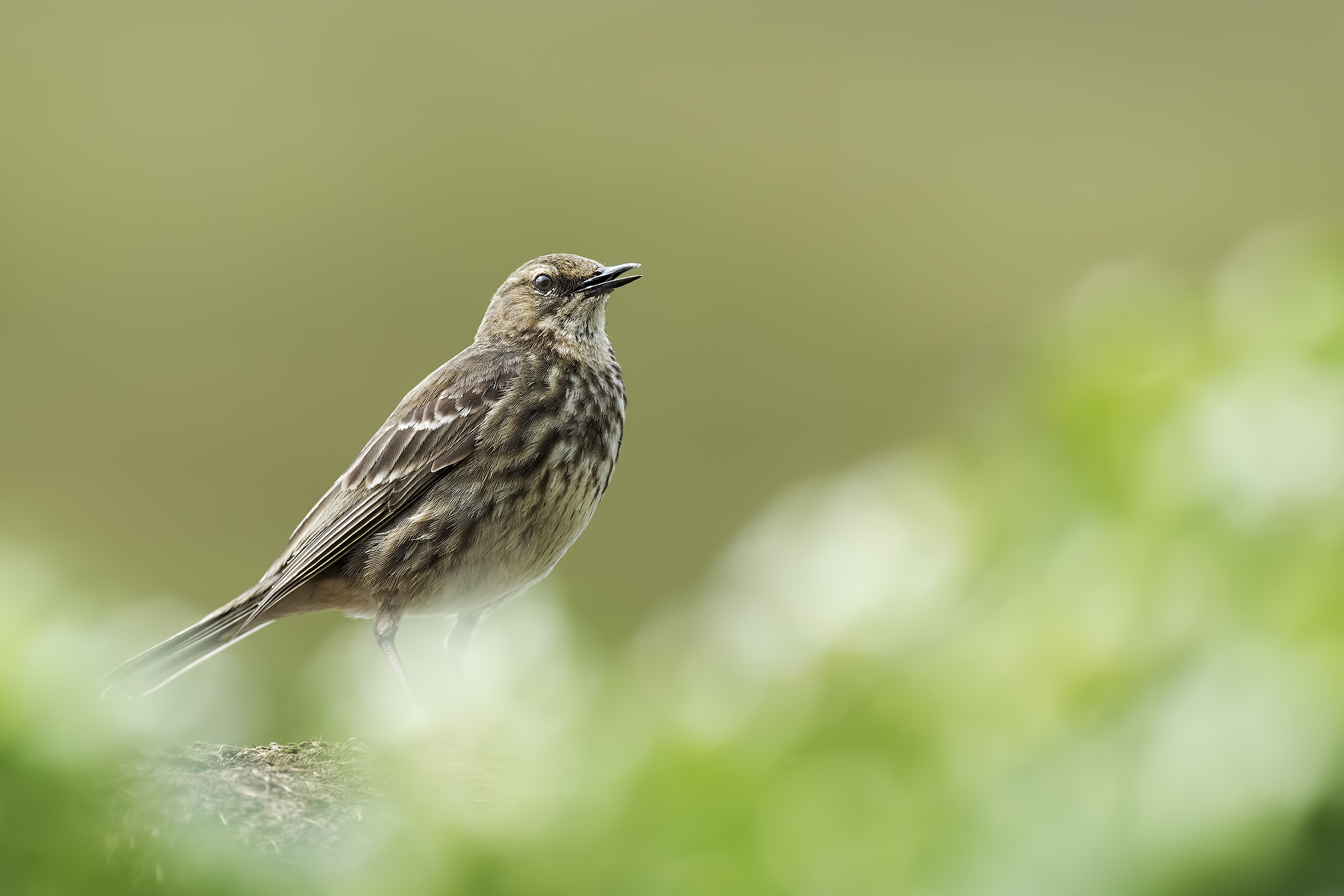 Marine pipit - Hornøya