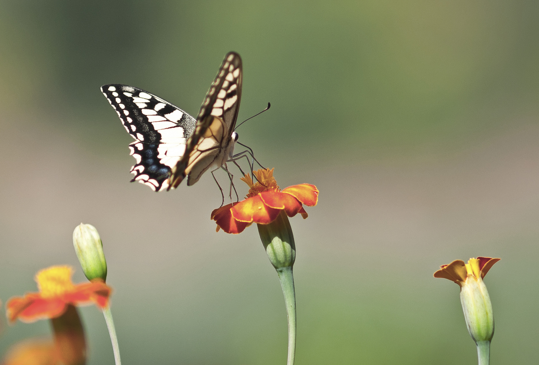 Machaon butterfly!