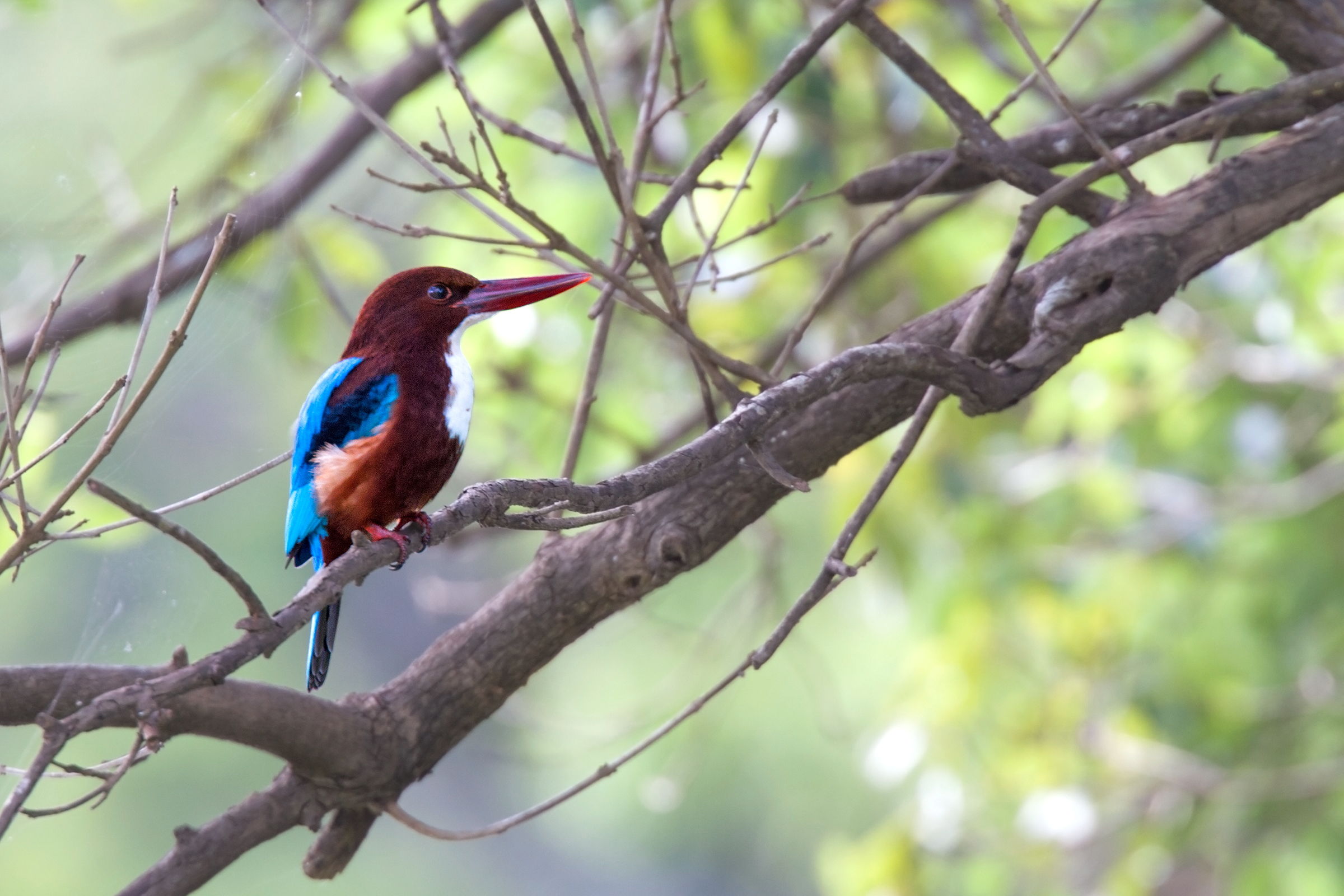 White-throated Kingfisher