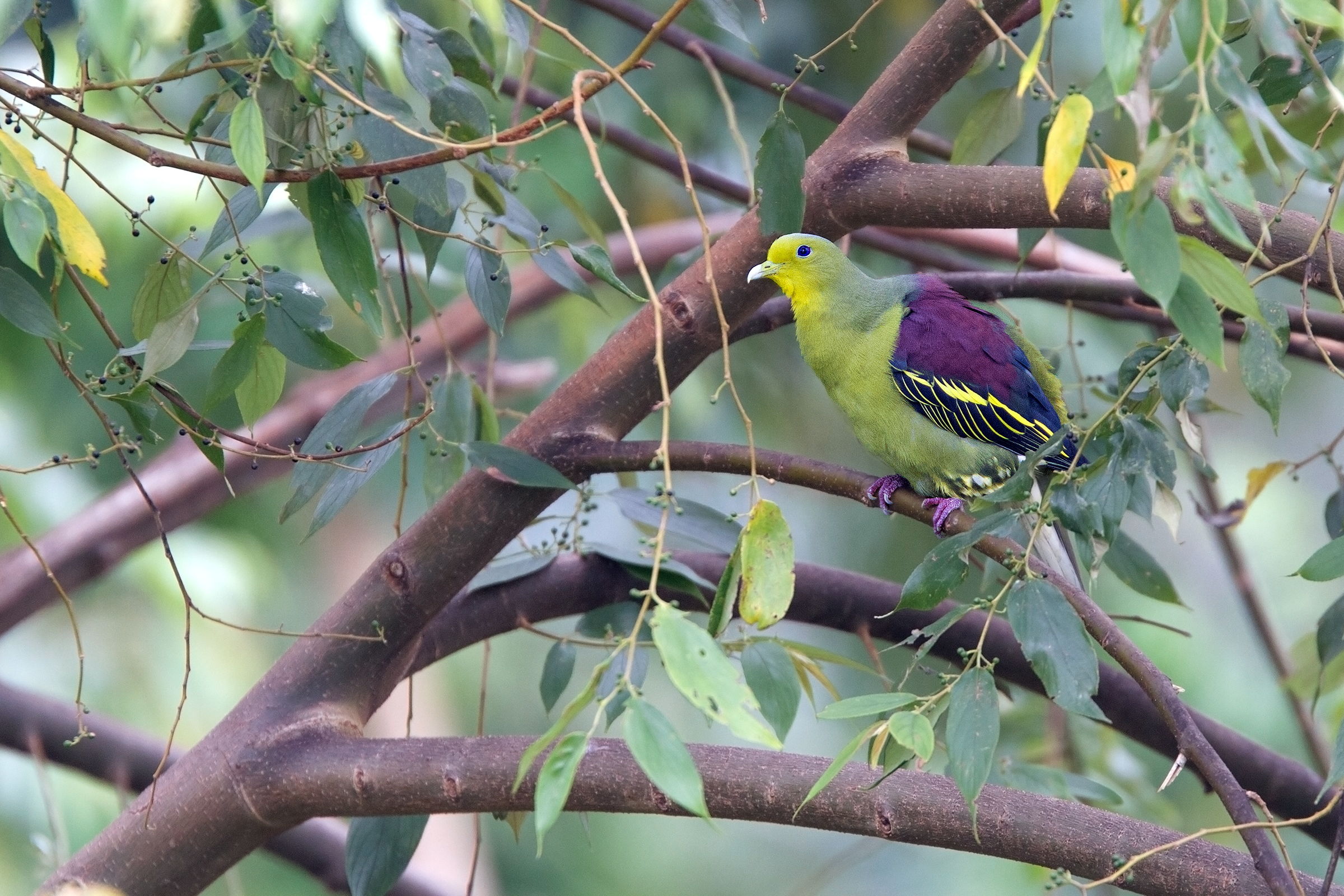 Pompadour Green Pigeon