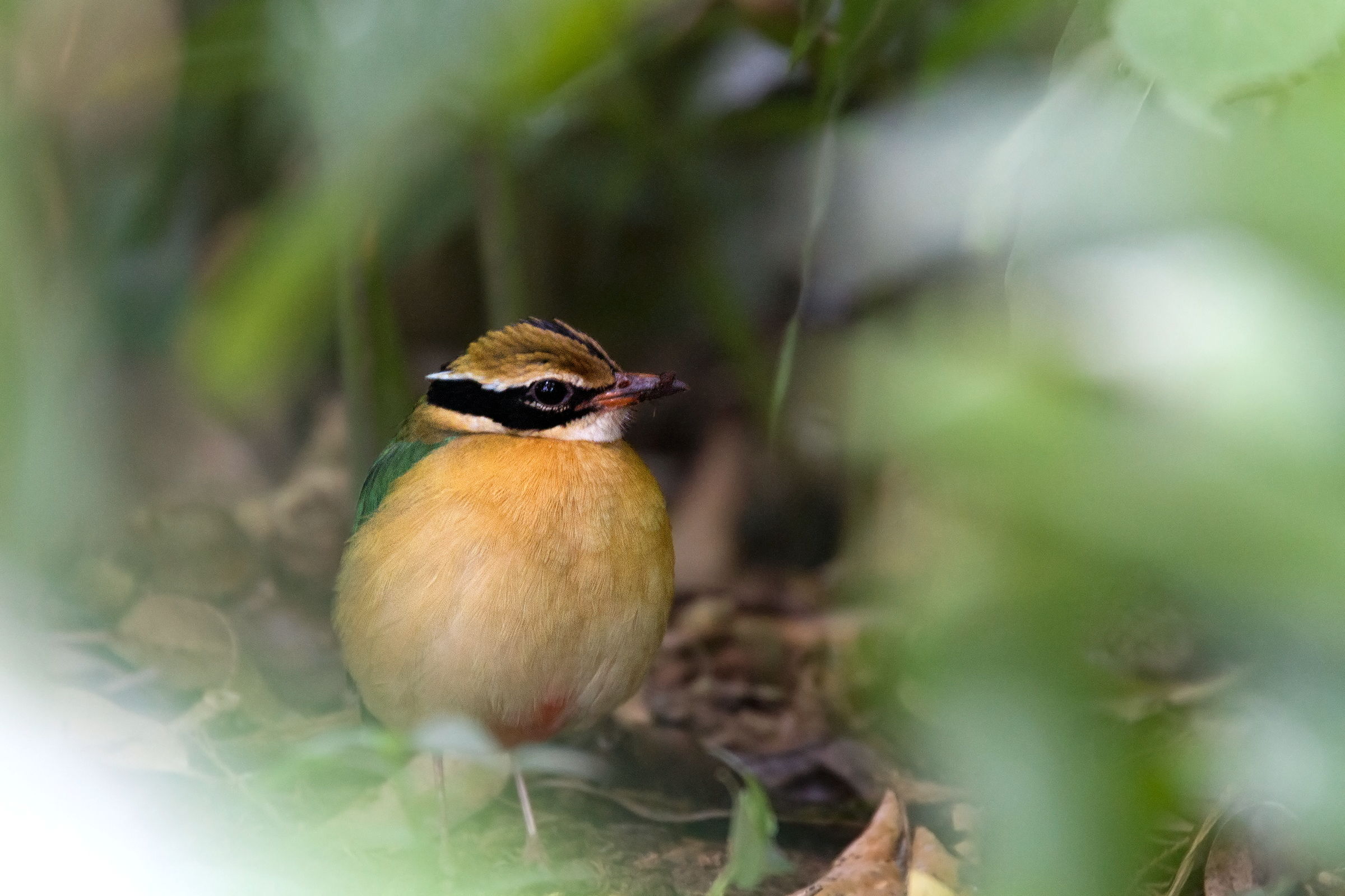 Indian Pitta