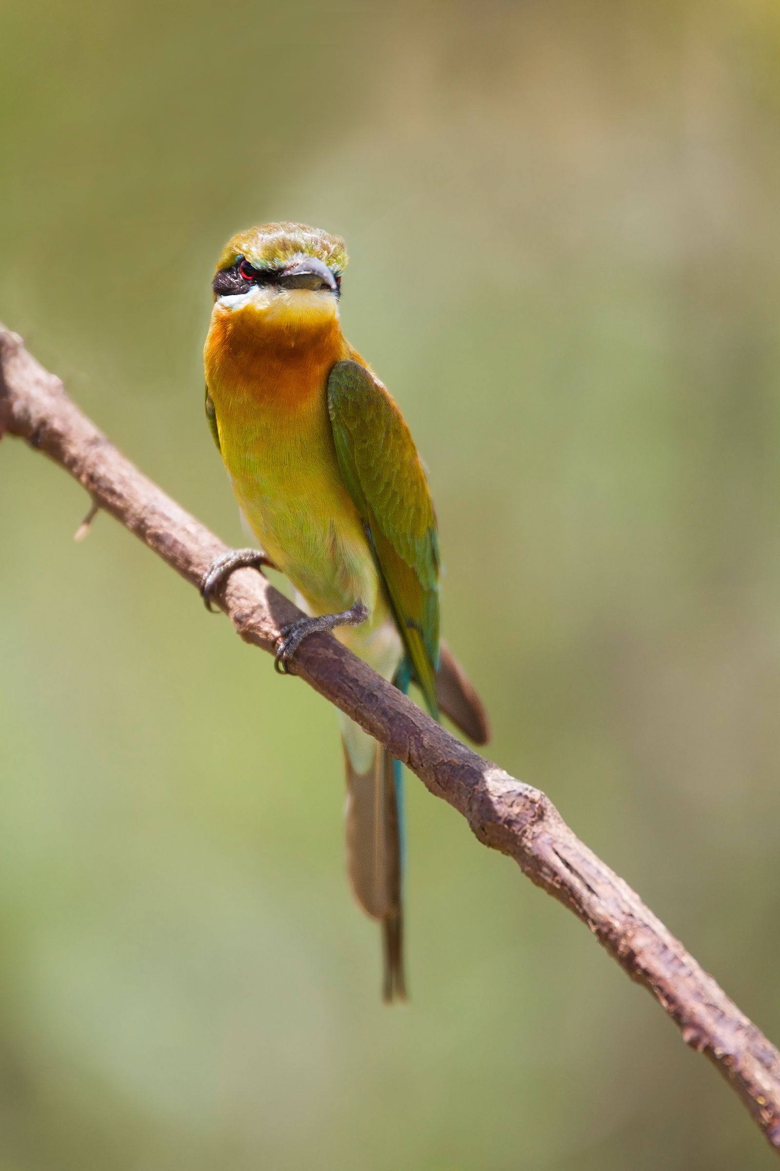 Blue-tailed Bee-eater