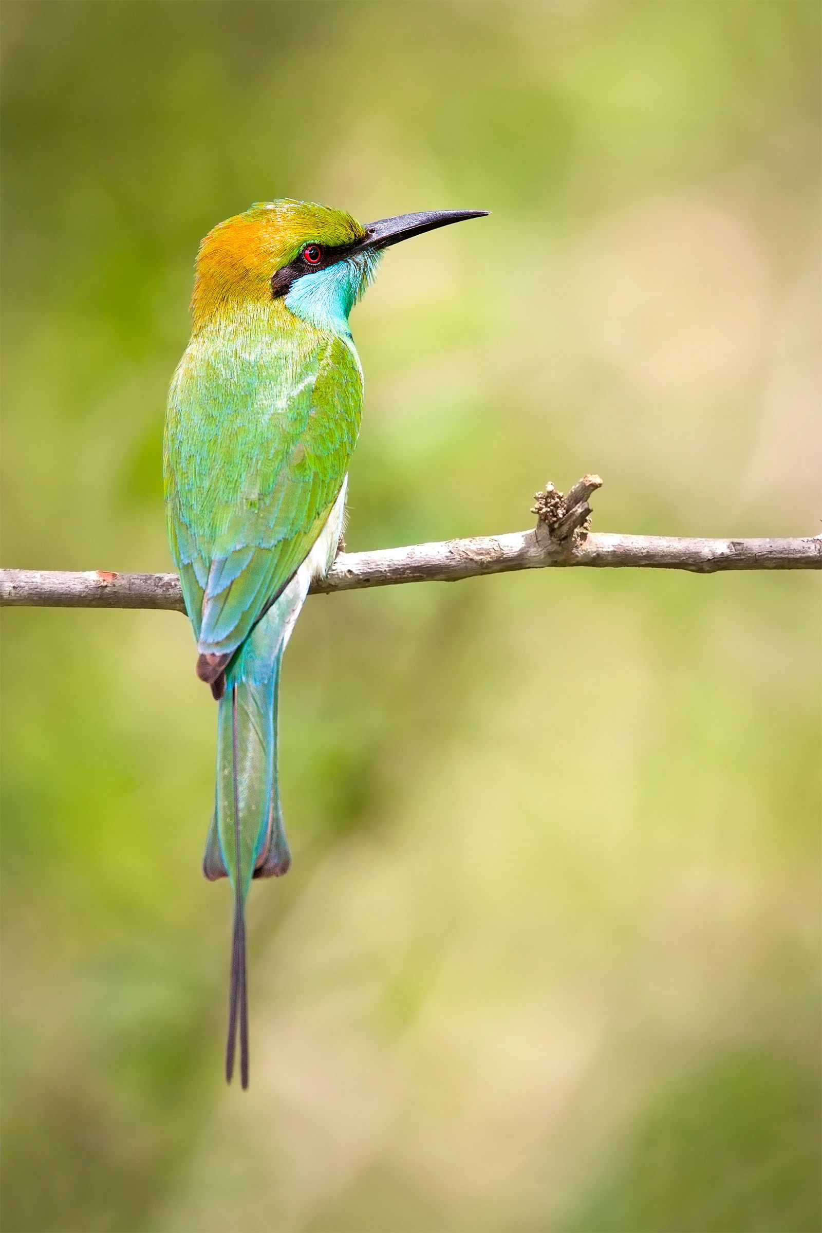 Green Bee-eater
