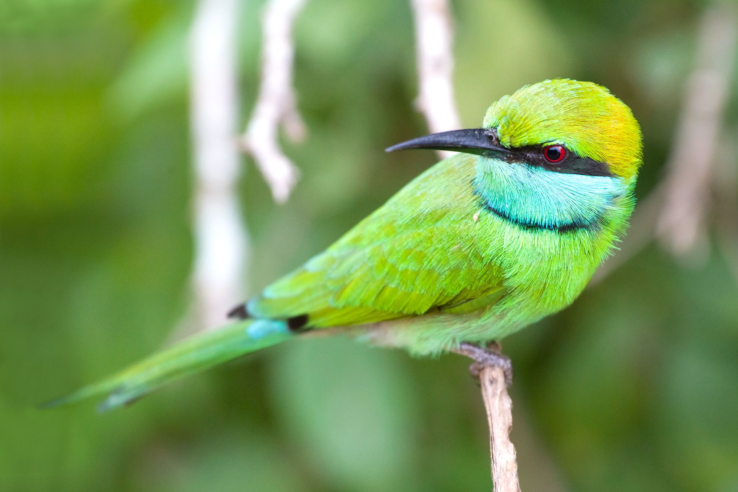 Green Bee-eater