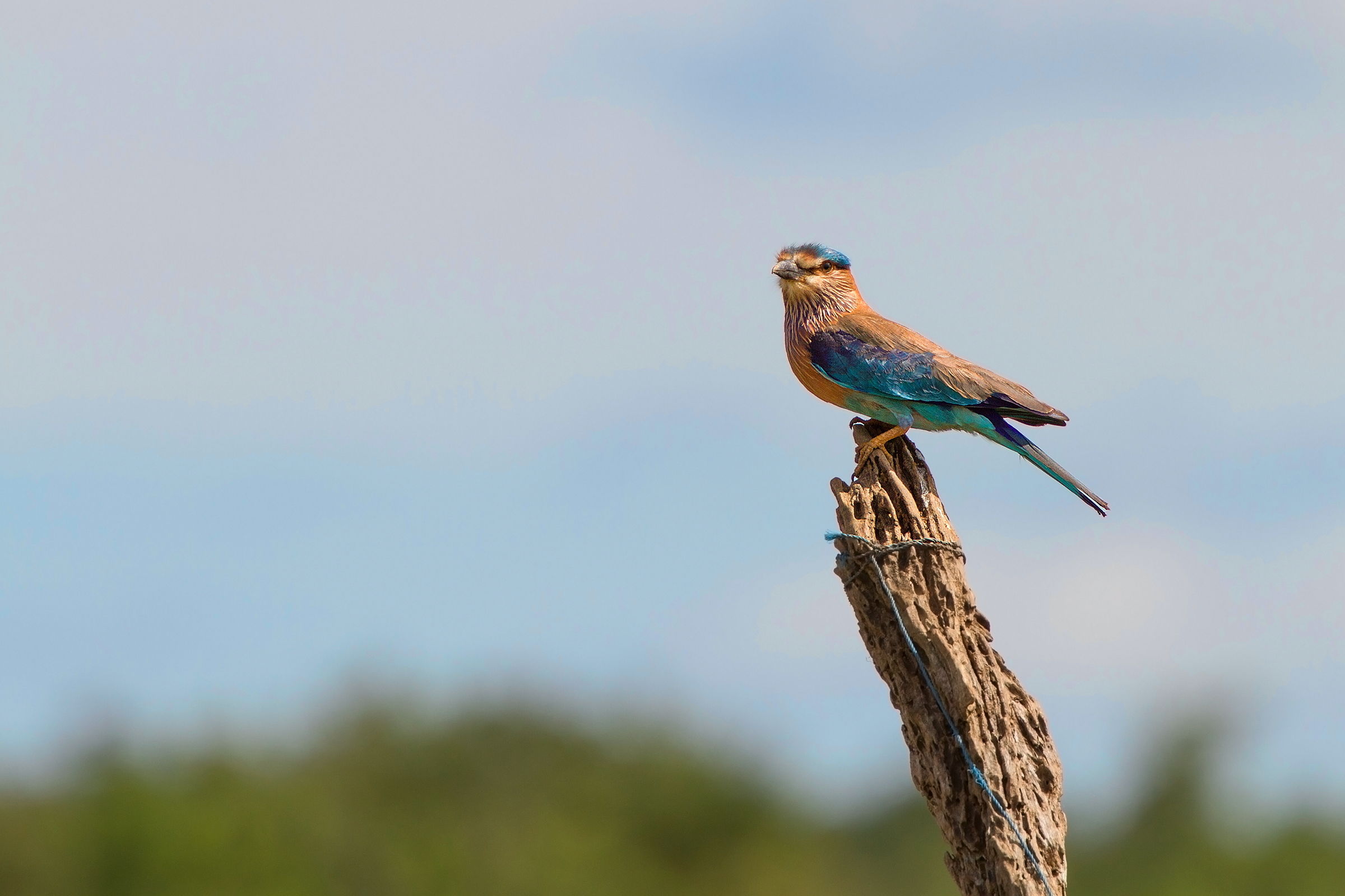 Indian Roller