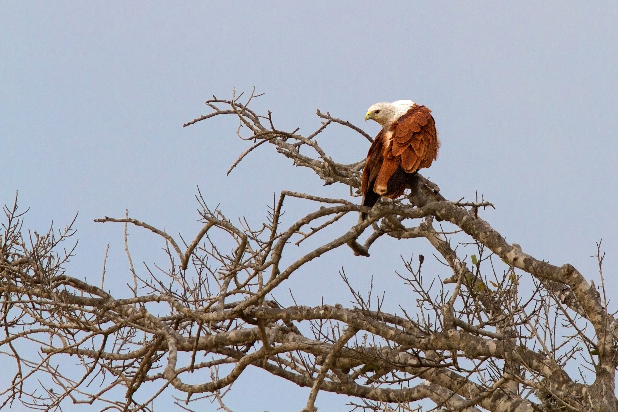 Brahminy Kite