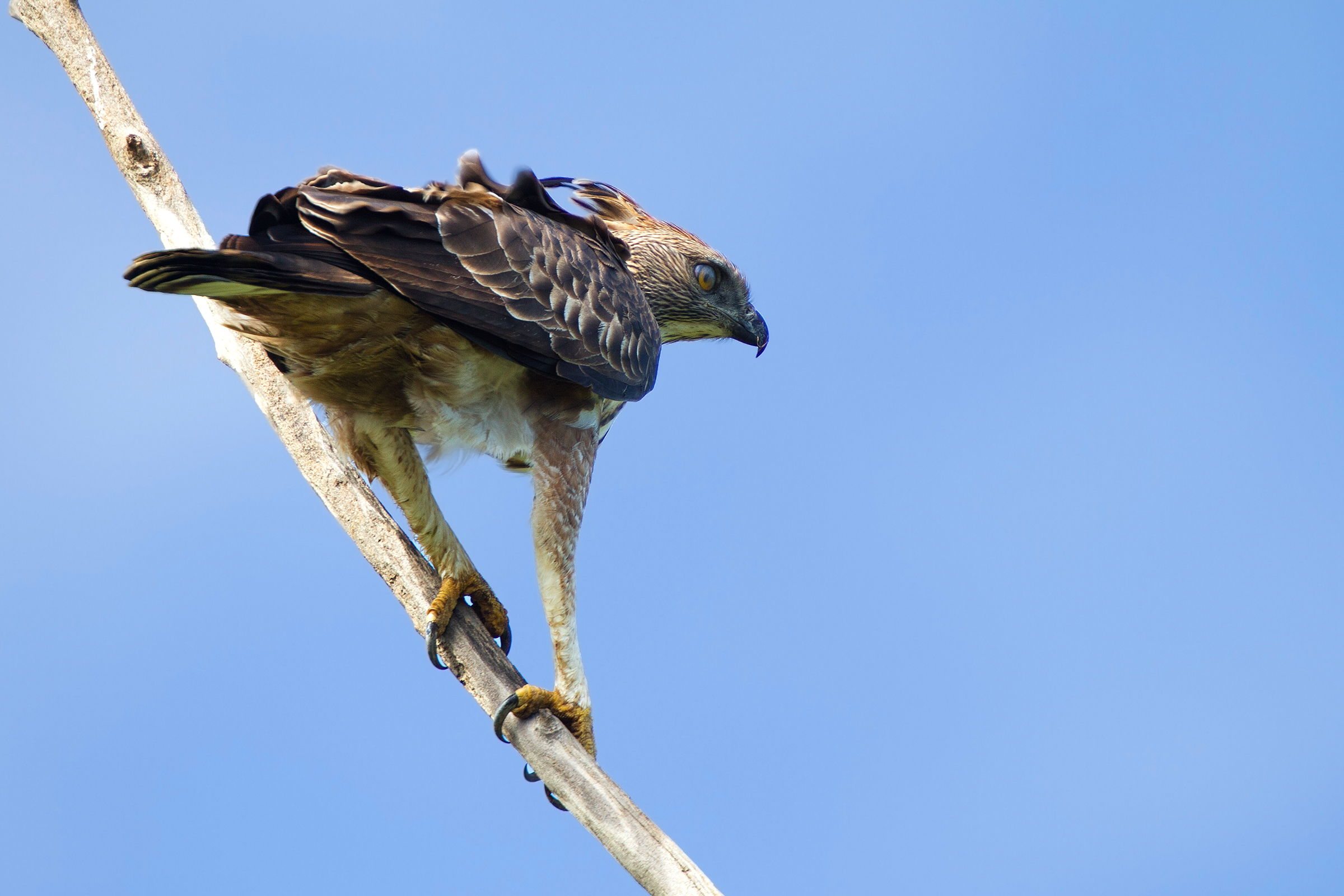 Changeable Hawk Eagle (Crested Hawk-Eagle)