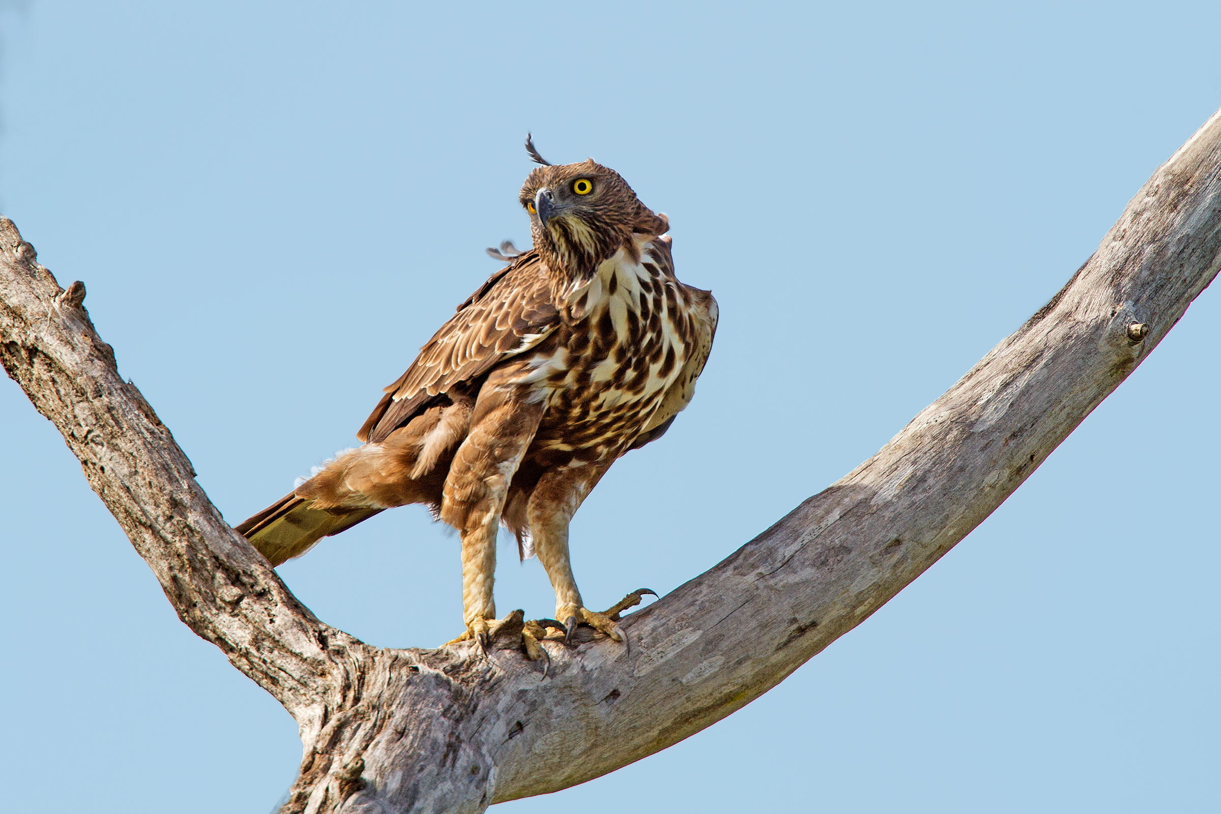 Changeable Hawk Eagle (Crested Hawk-Eagle)