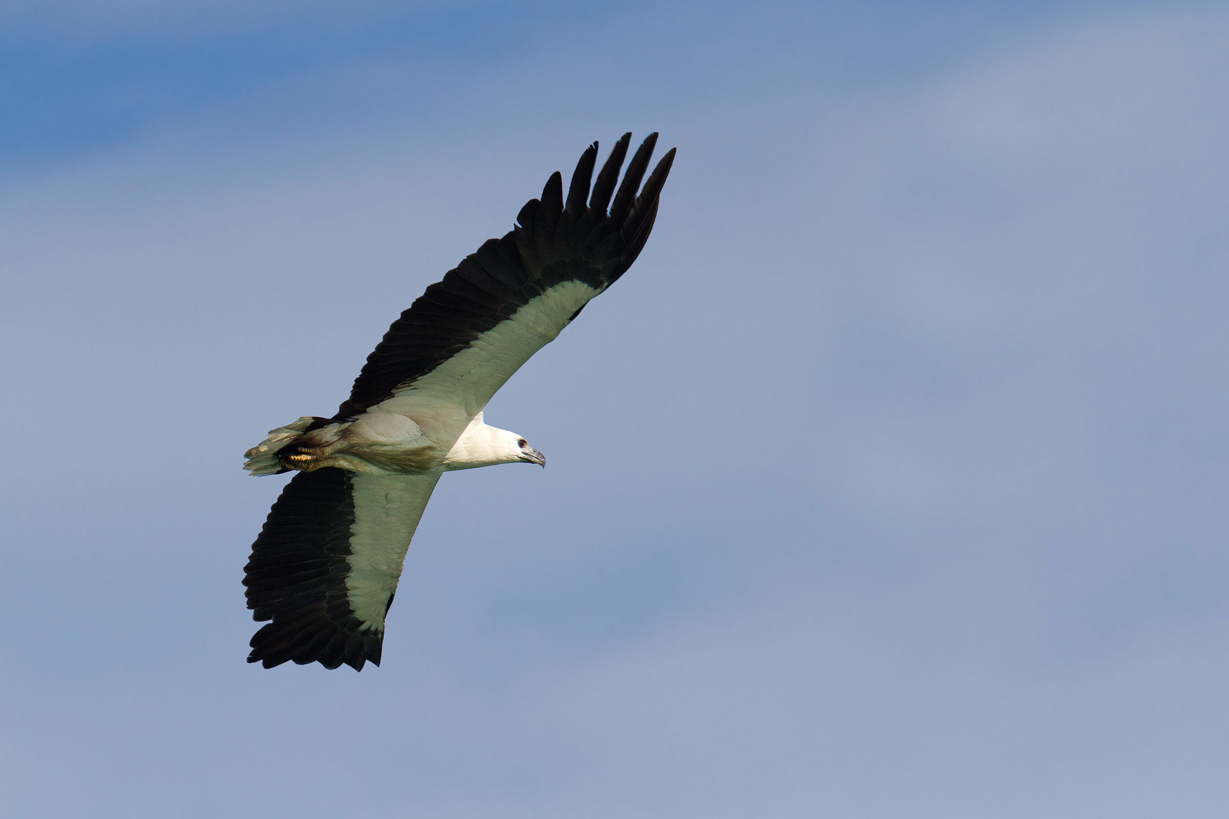 White-bellied Sea Eagle