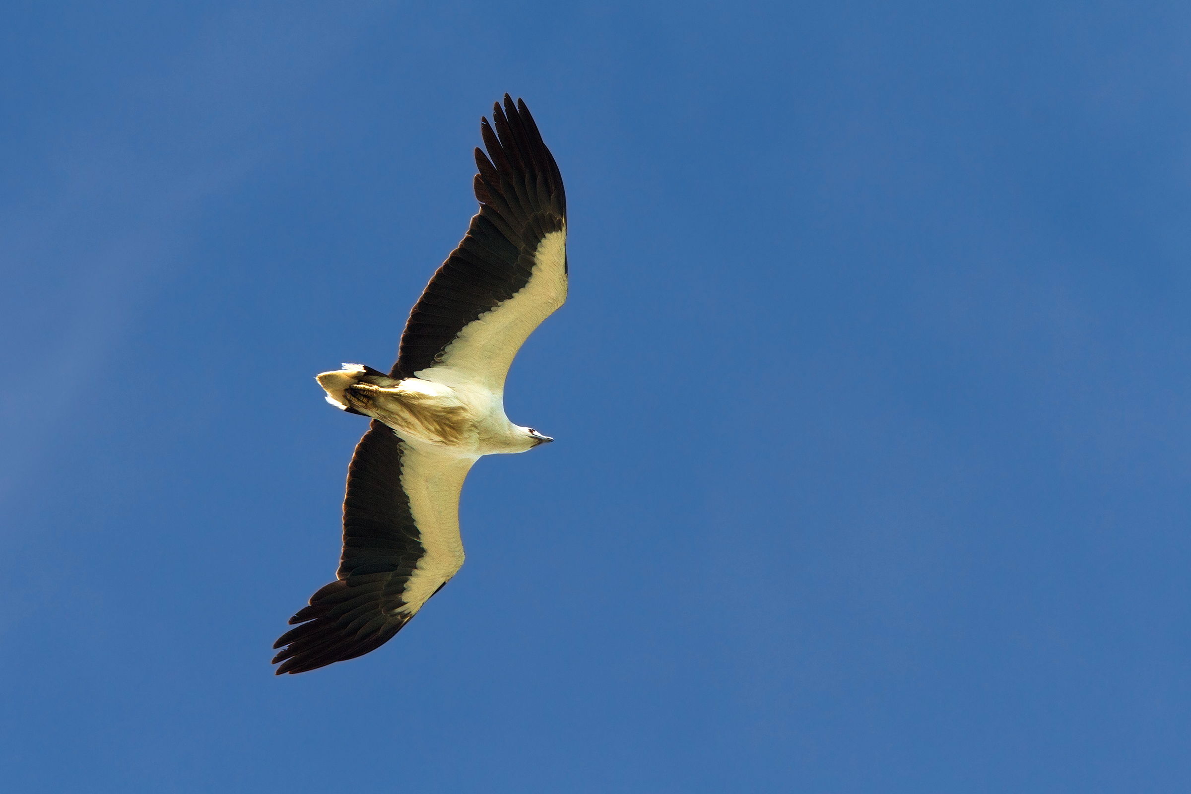 White-bellied Sea Eagle