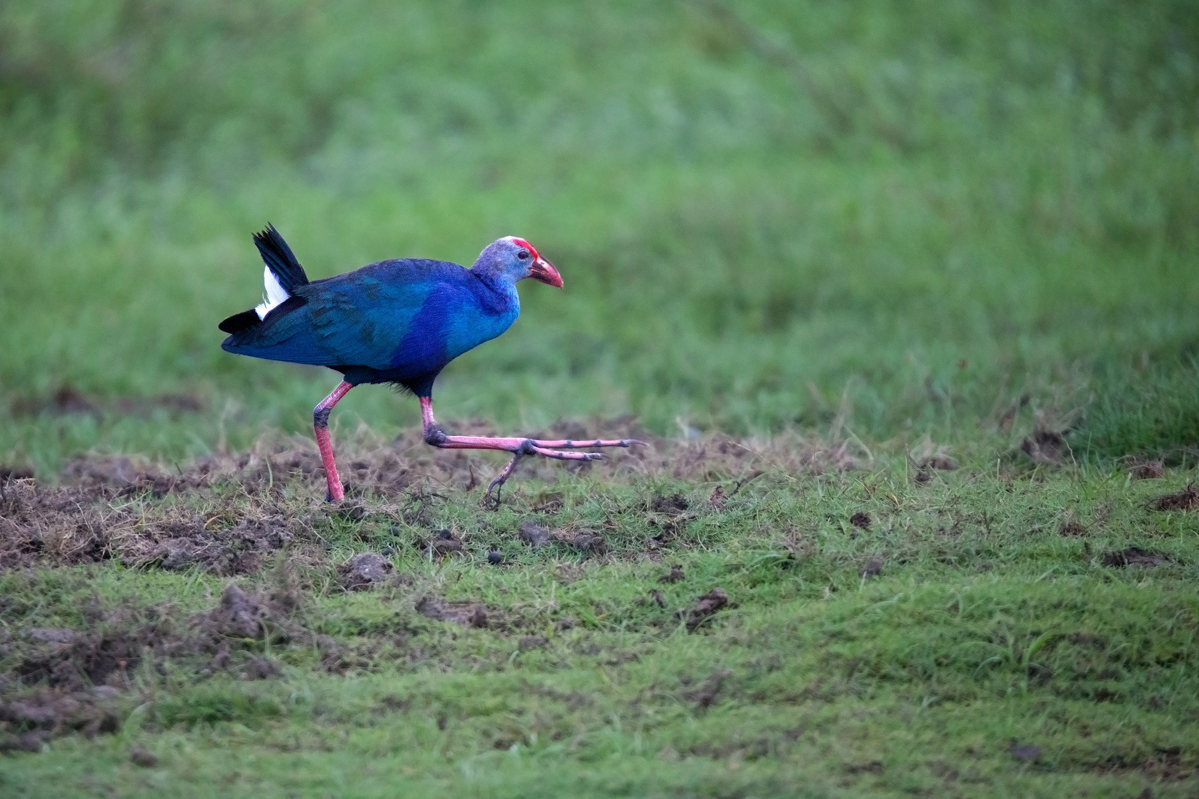 Purple Swamphen (Purple Coot)