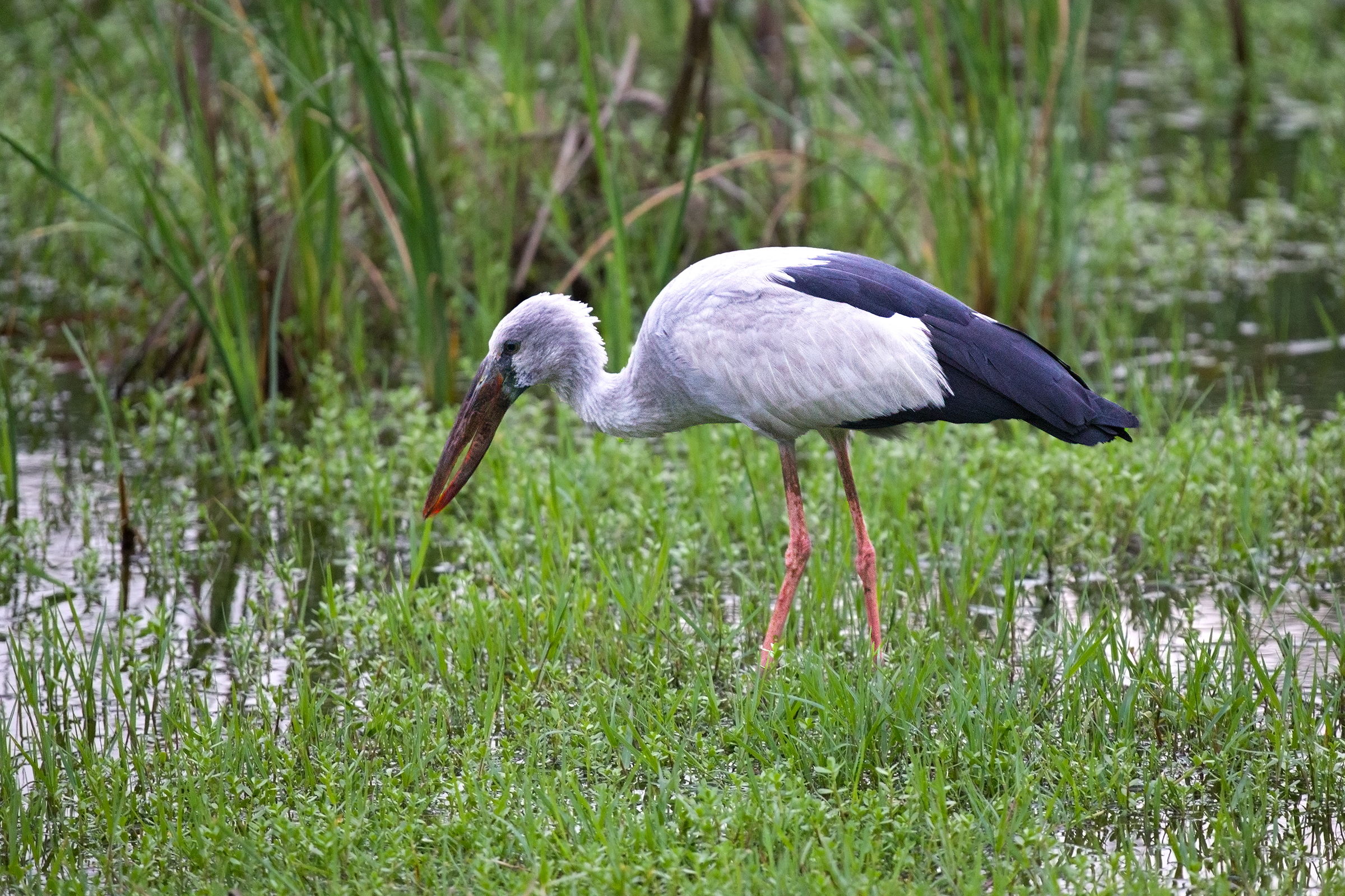 Asian Openbill (Openbill)