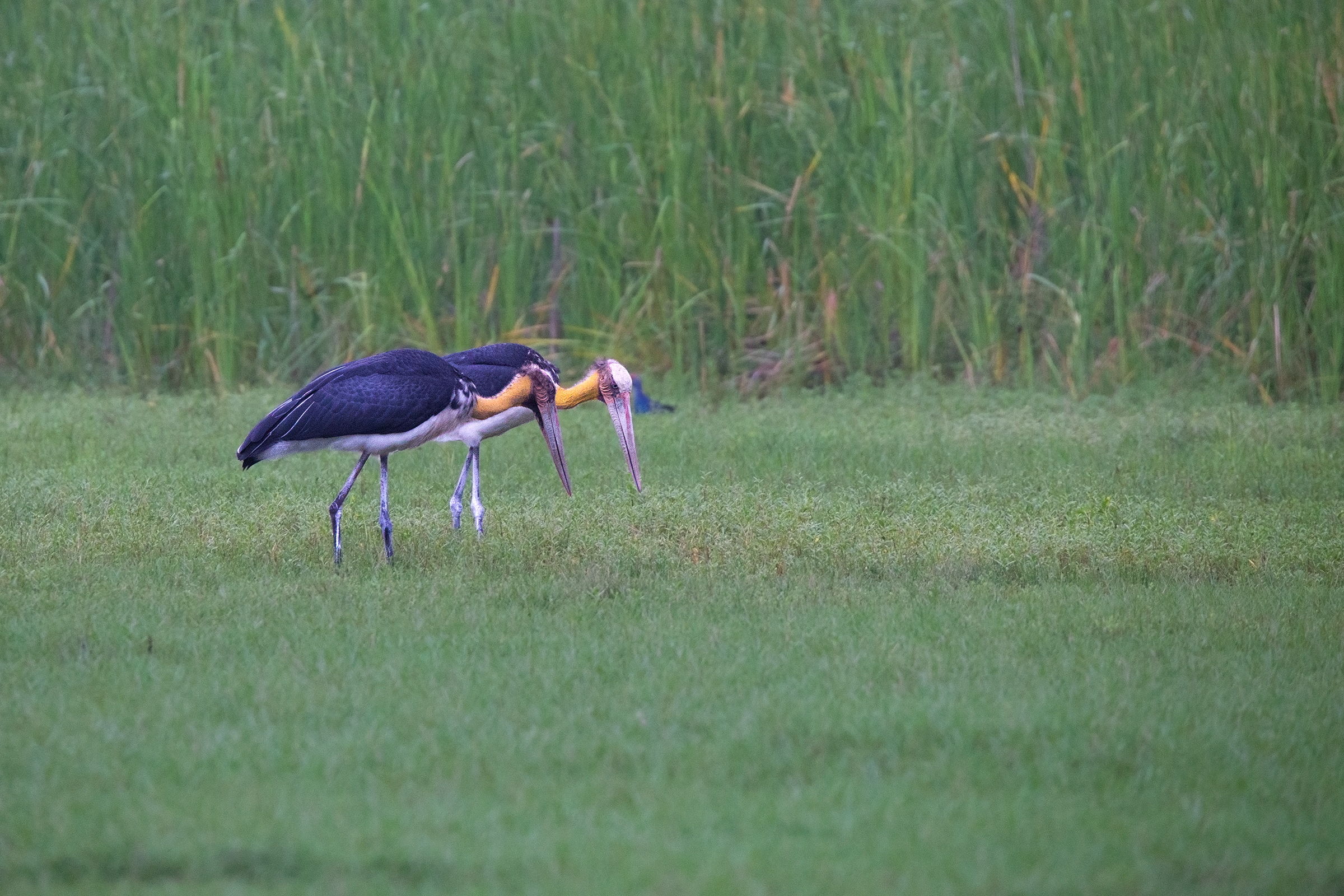 Lesser Adjutant