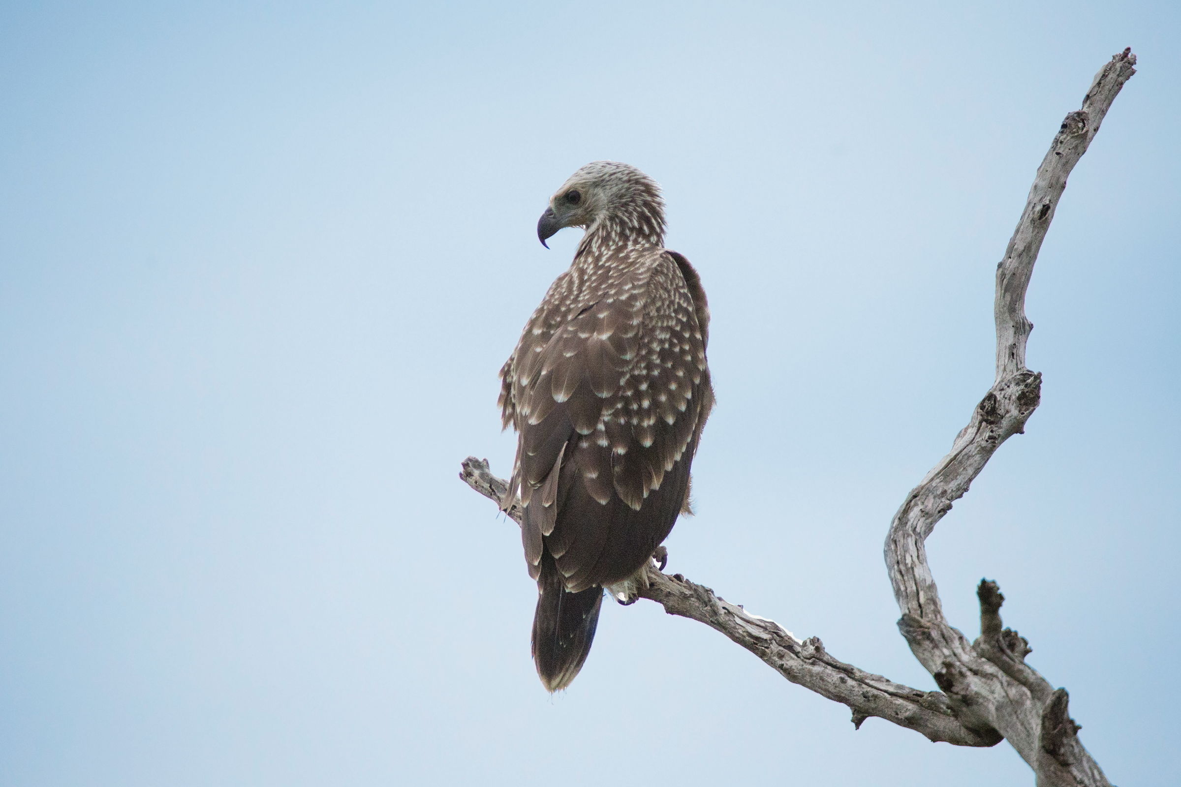 Grey-headed Fish Eagle