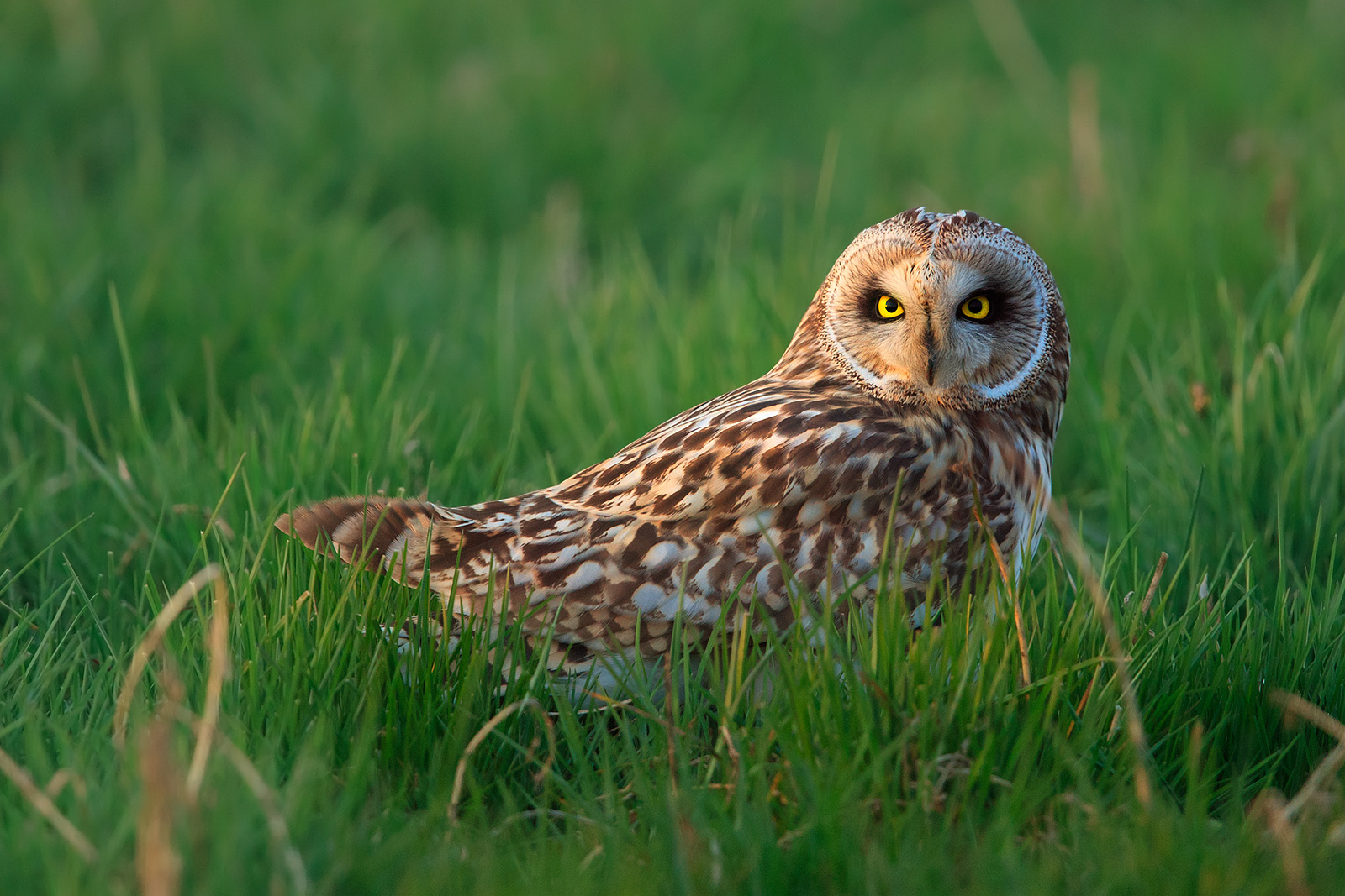 At sunset nell'erba..due eyes ..