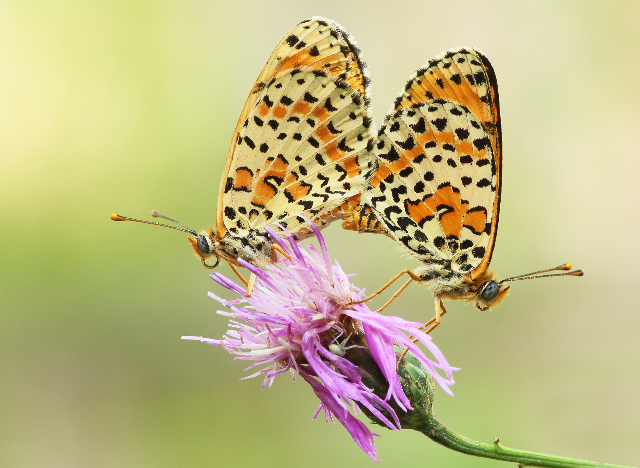 Melitaea  Accoppiamento