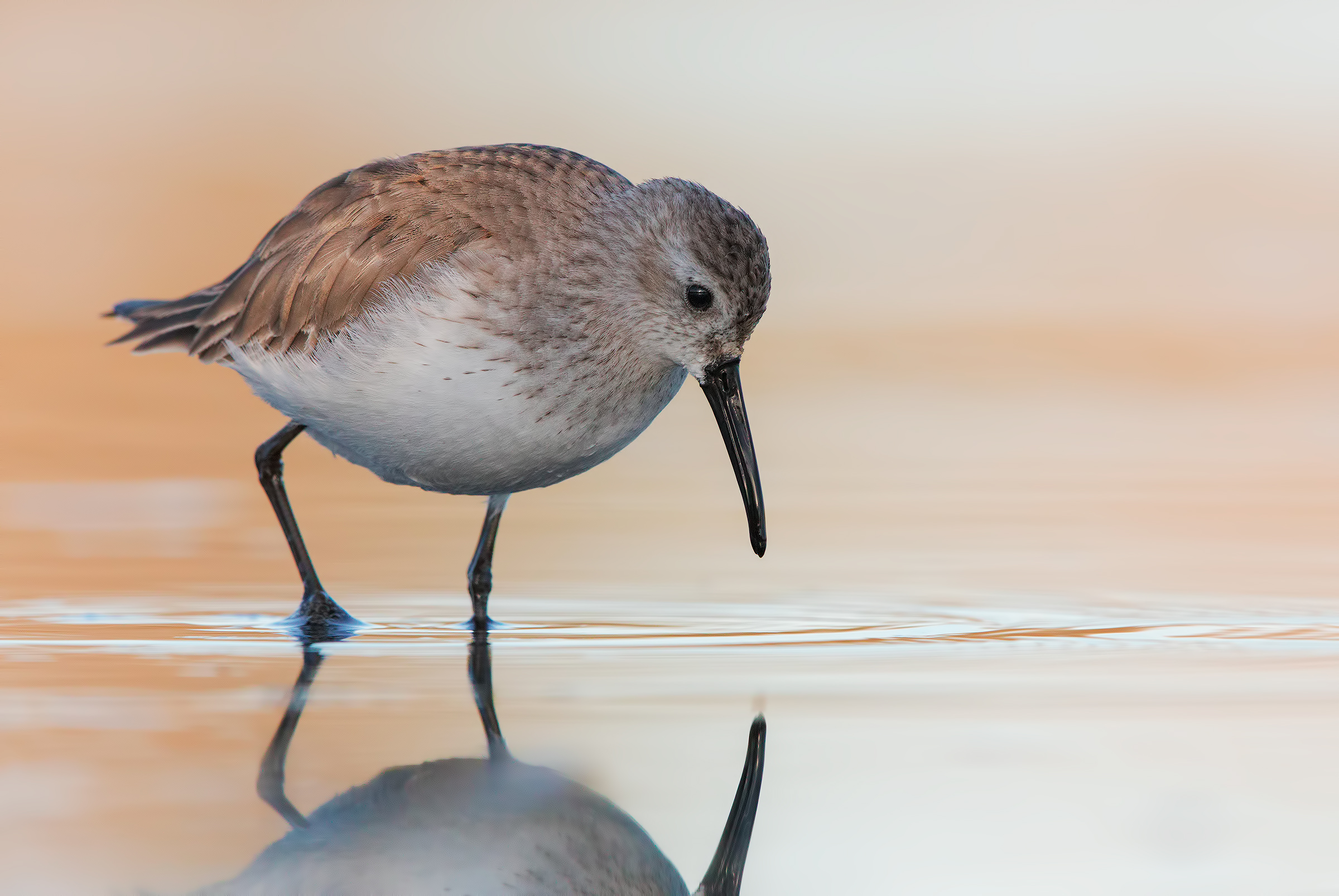 dunlin