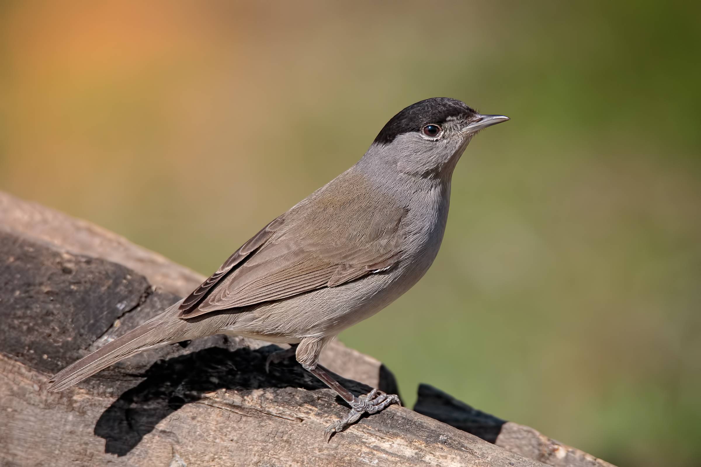 Blackcap (Sylvia atricapilla)