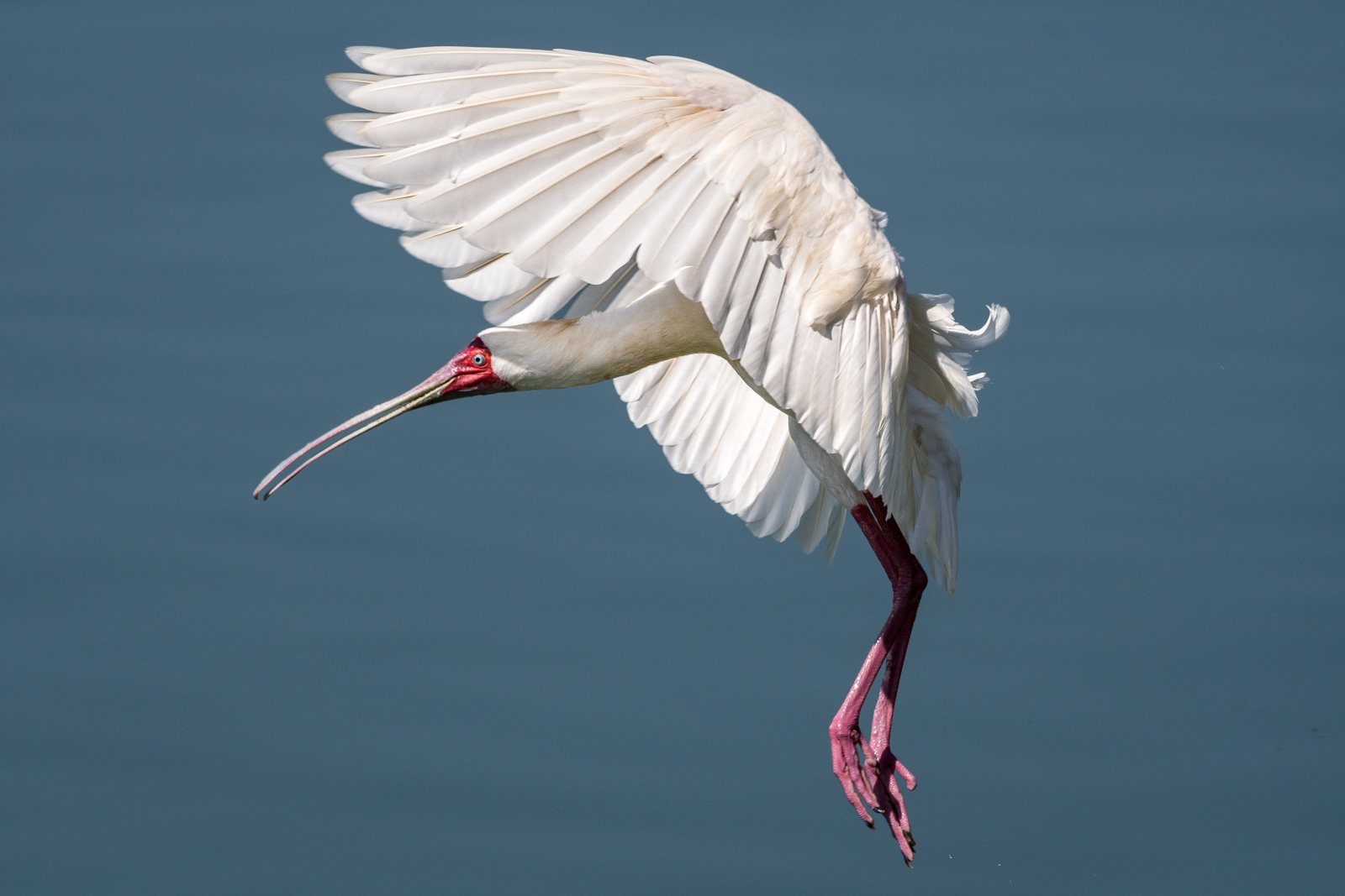 African spoonbill