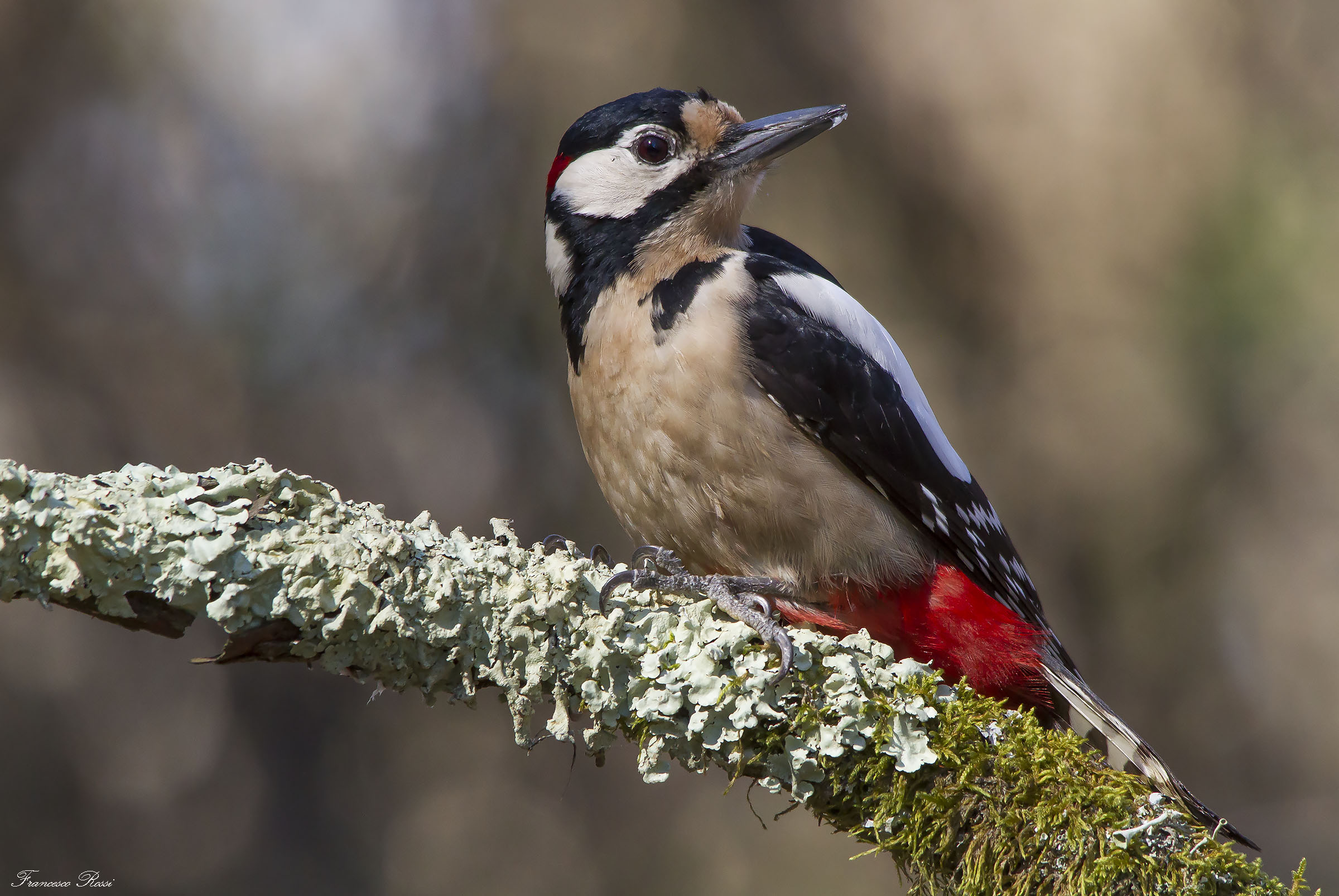 Great Spotted Woodpecker