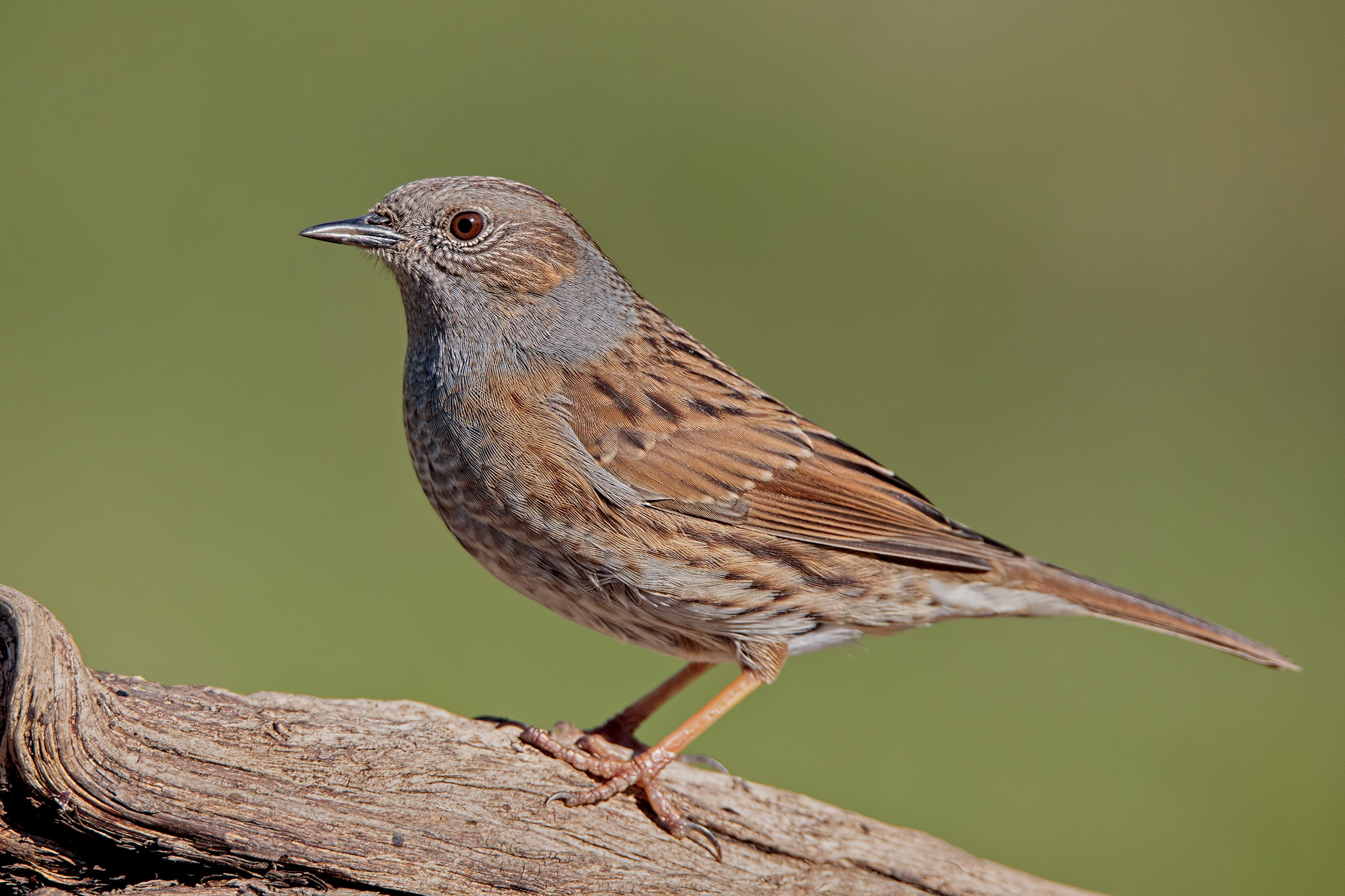 Dunnock (Prunella modularis)