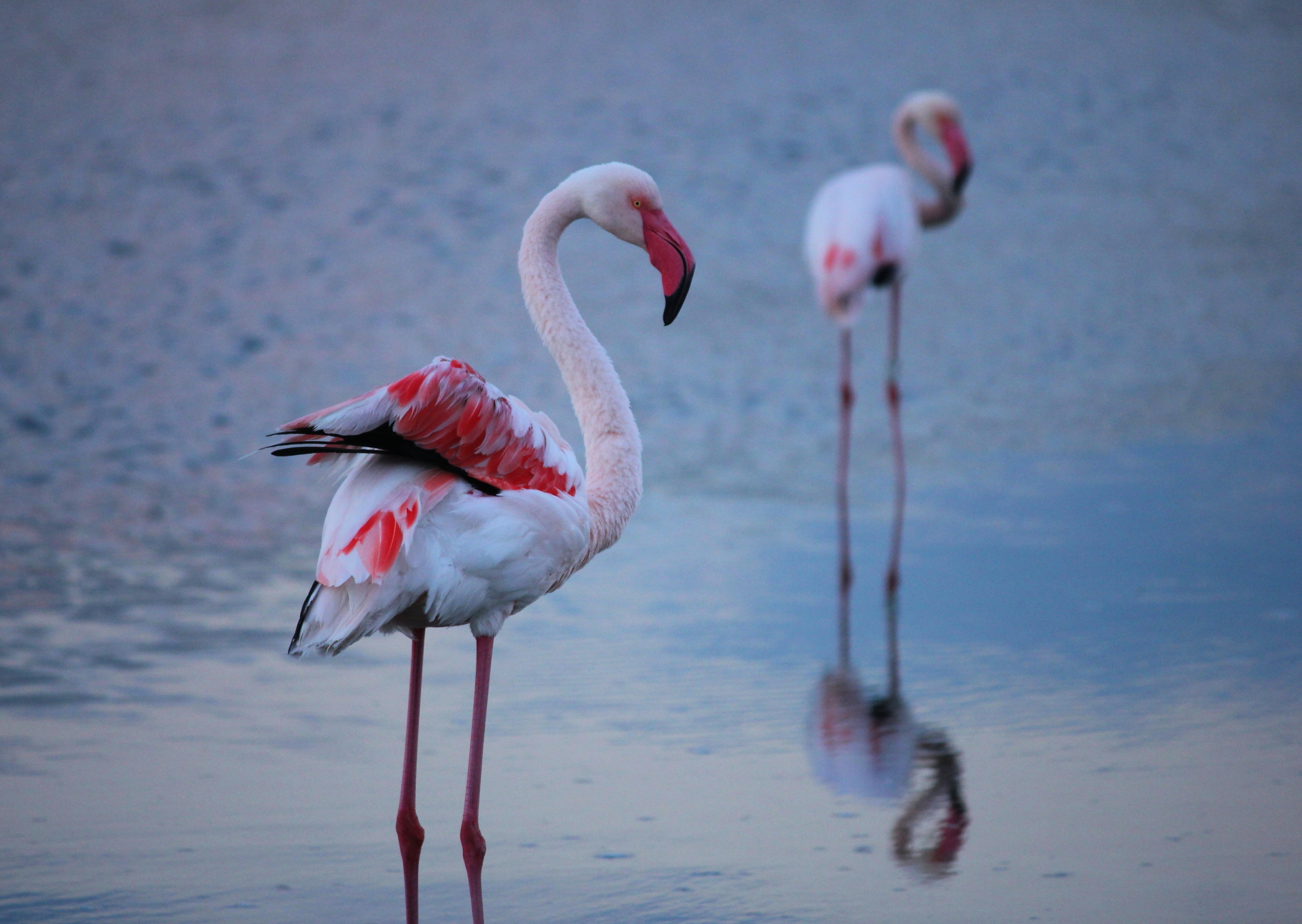 Fenicotteri alle Saline