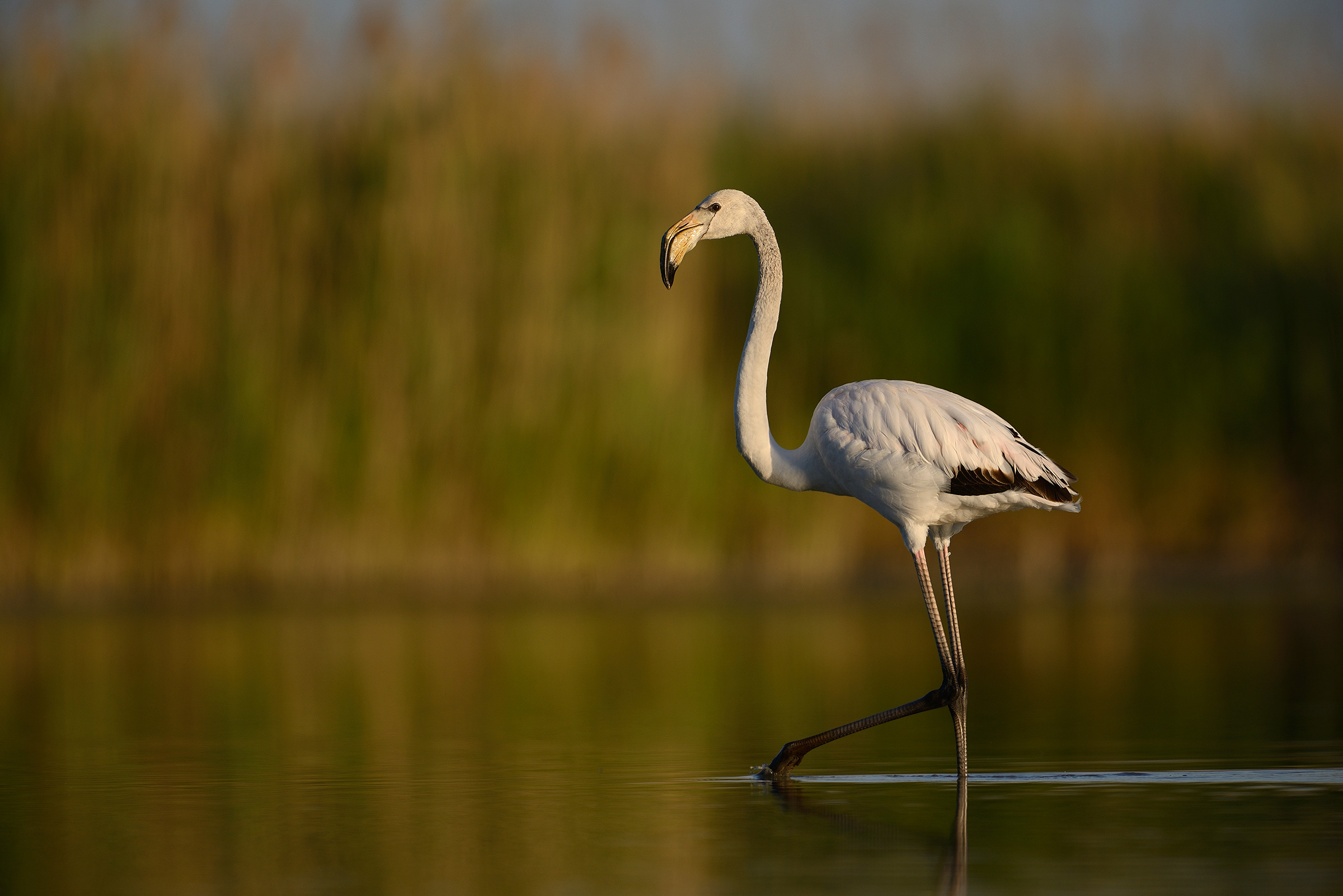 The parade of the Flamingo