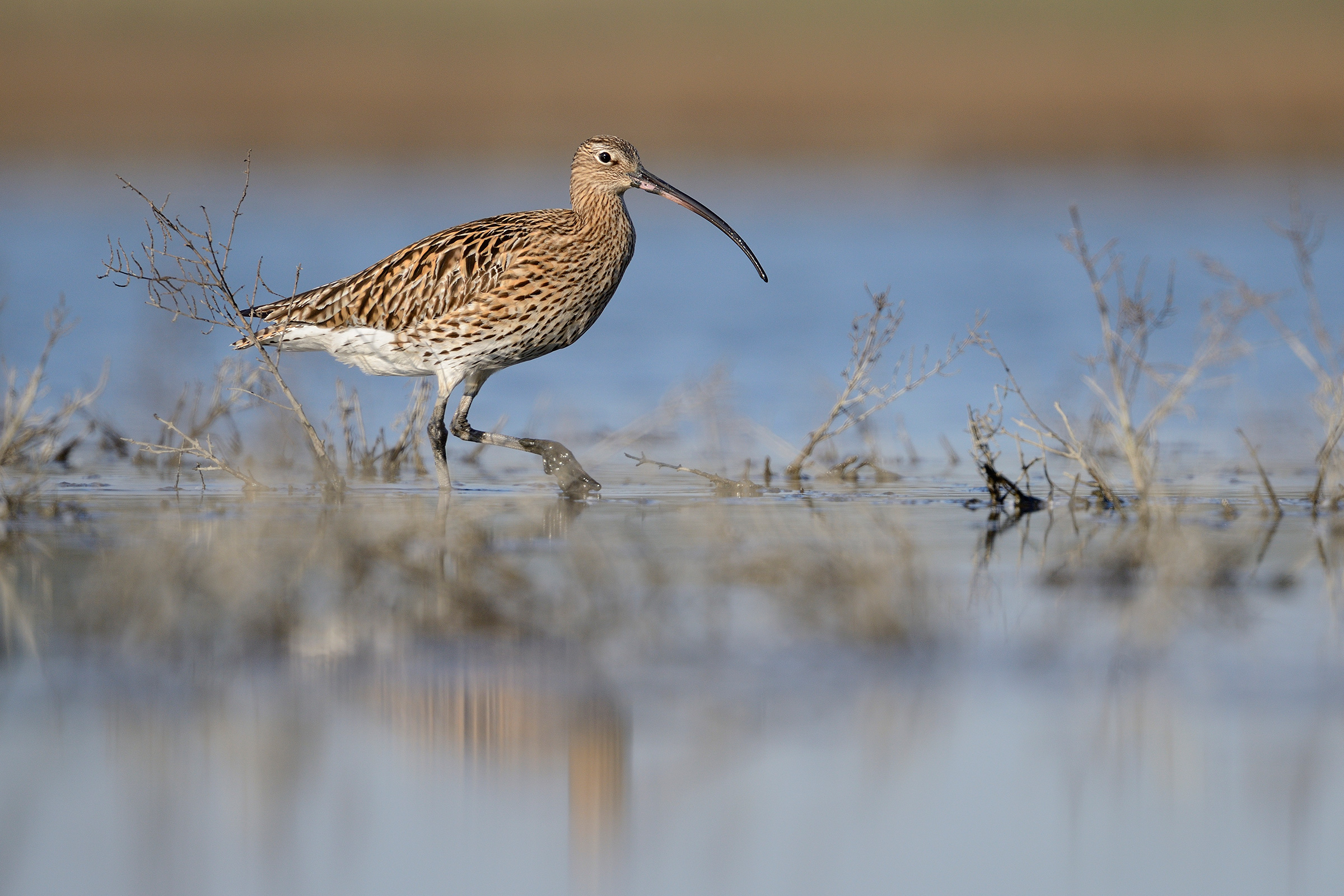 Curlew set
