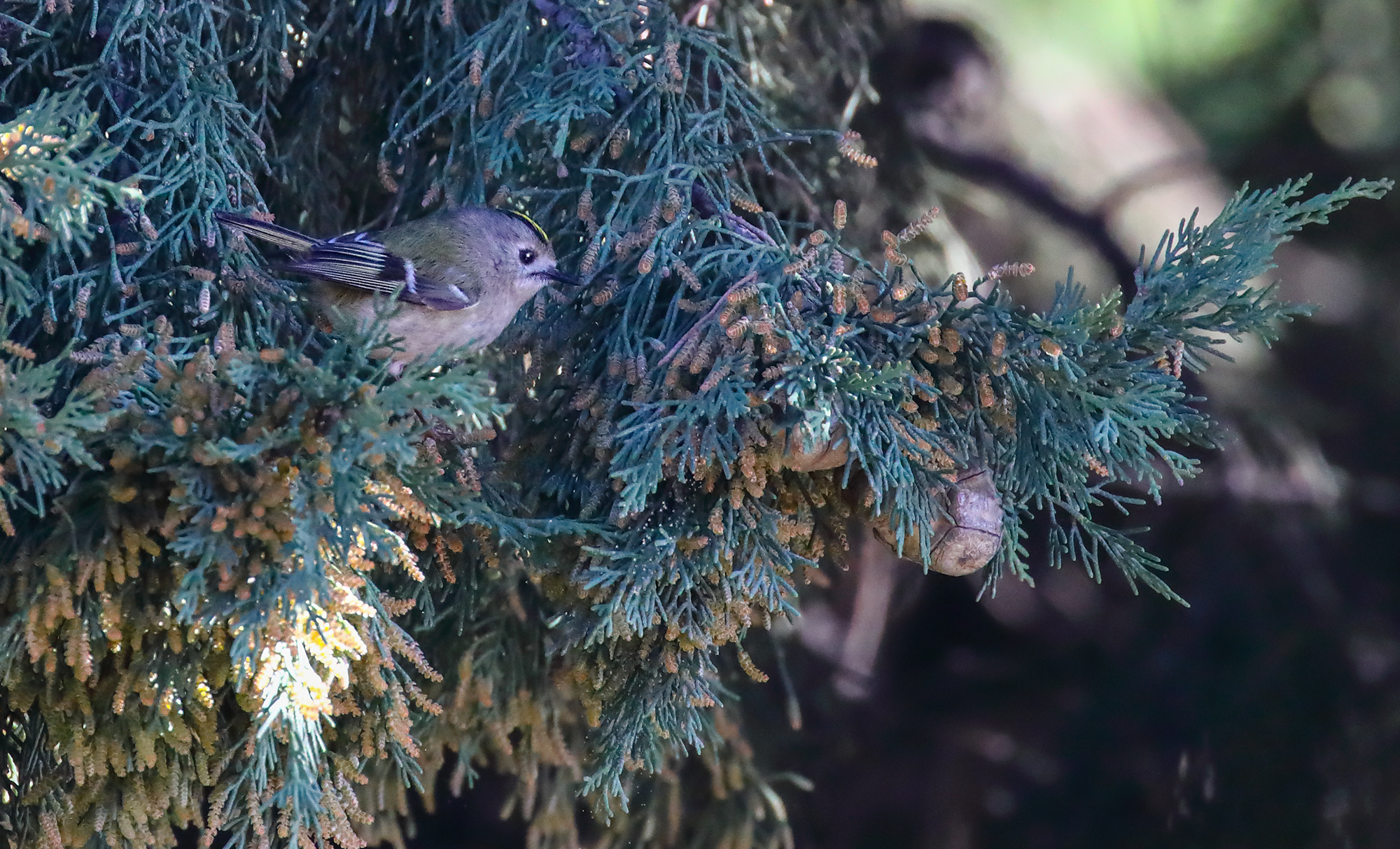 straightedge or fioraccino?