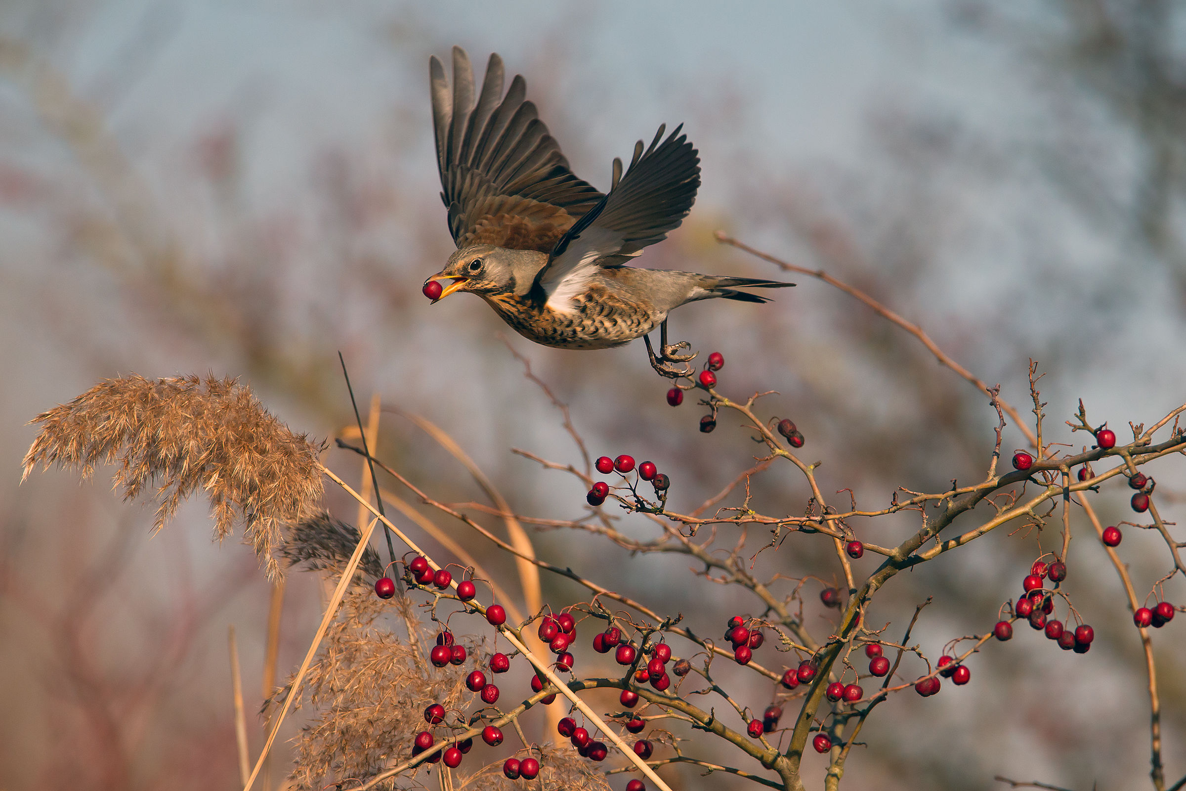 Fieldfare (Turdus pilaris)