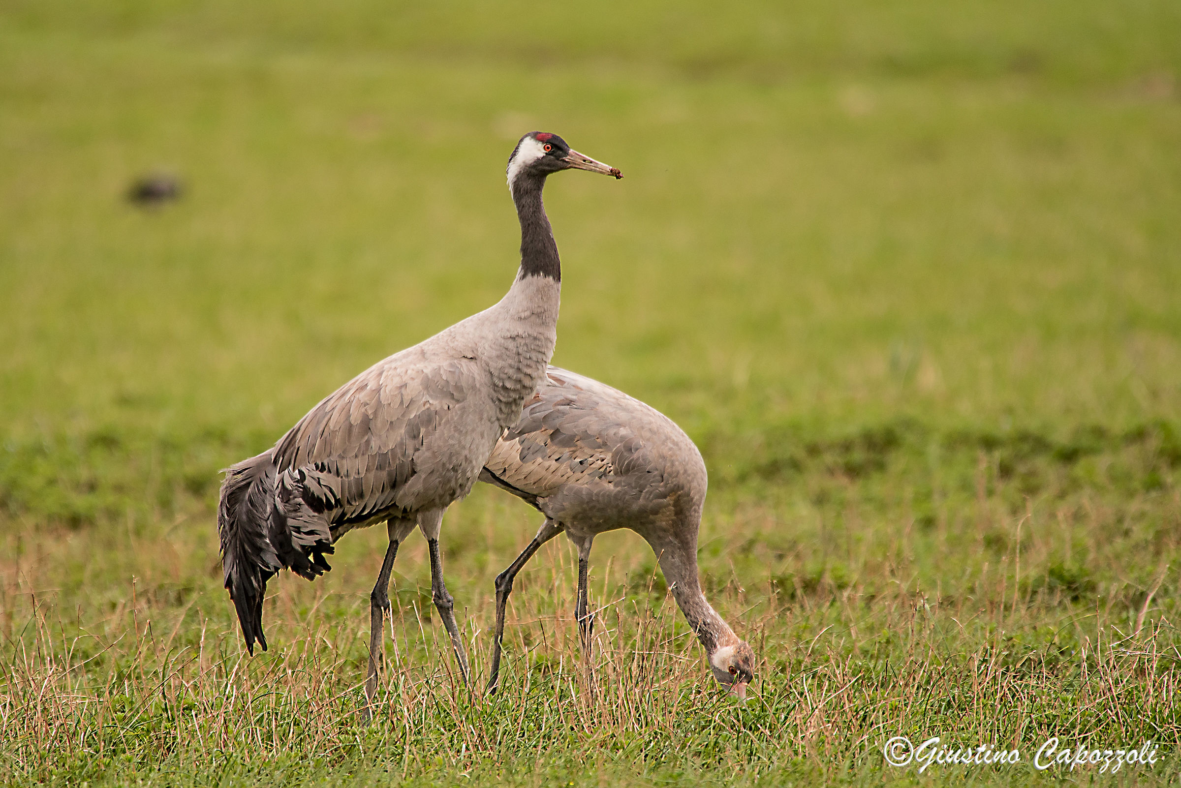 cranes grazing