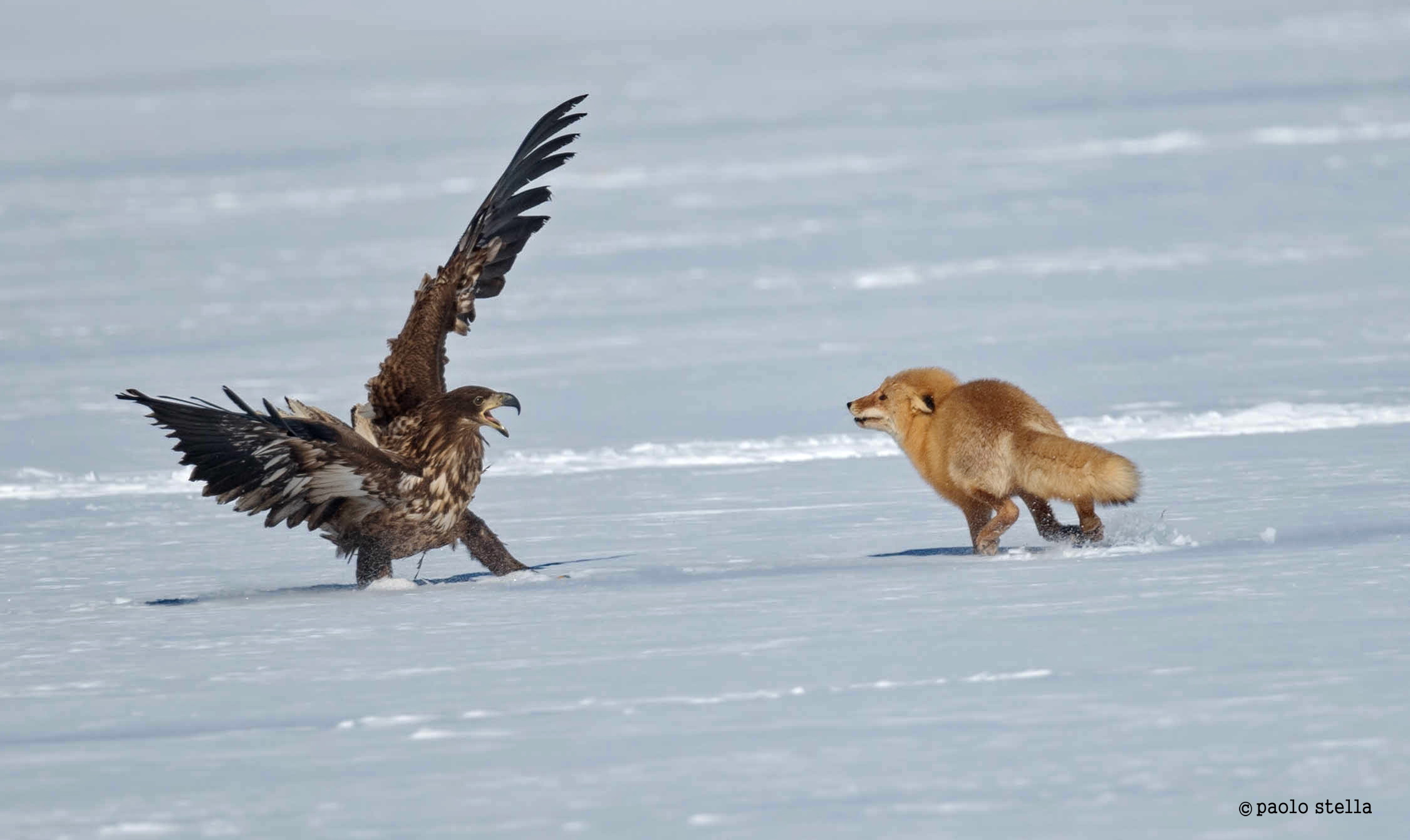 potenza contro agilità