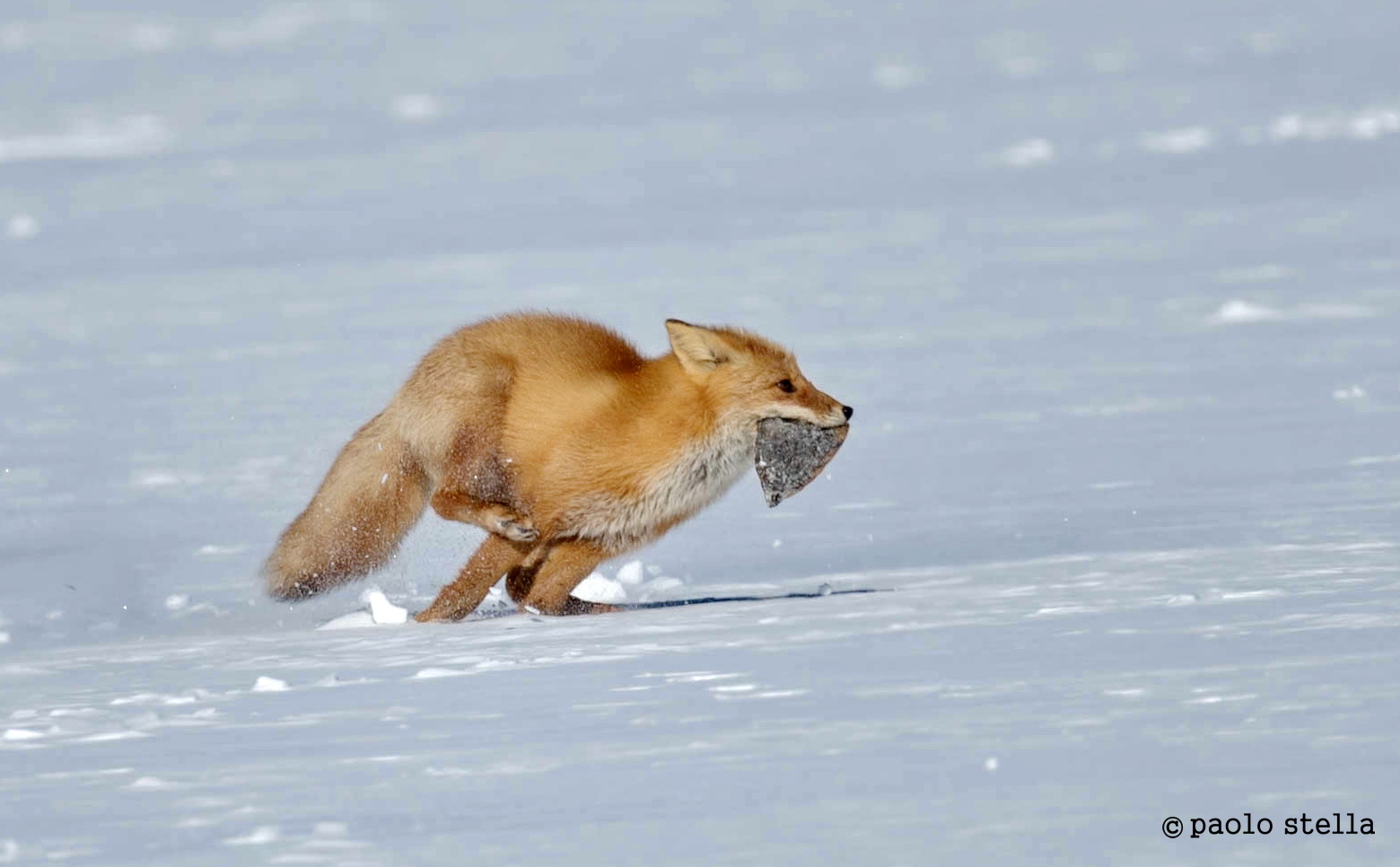 the reason for the dispute