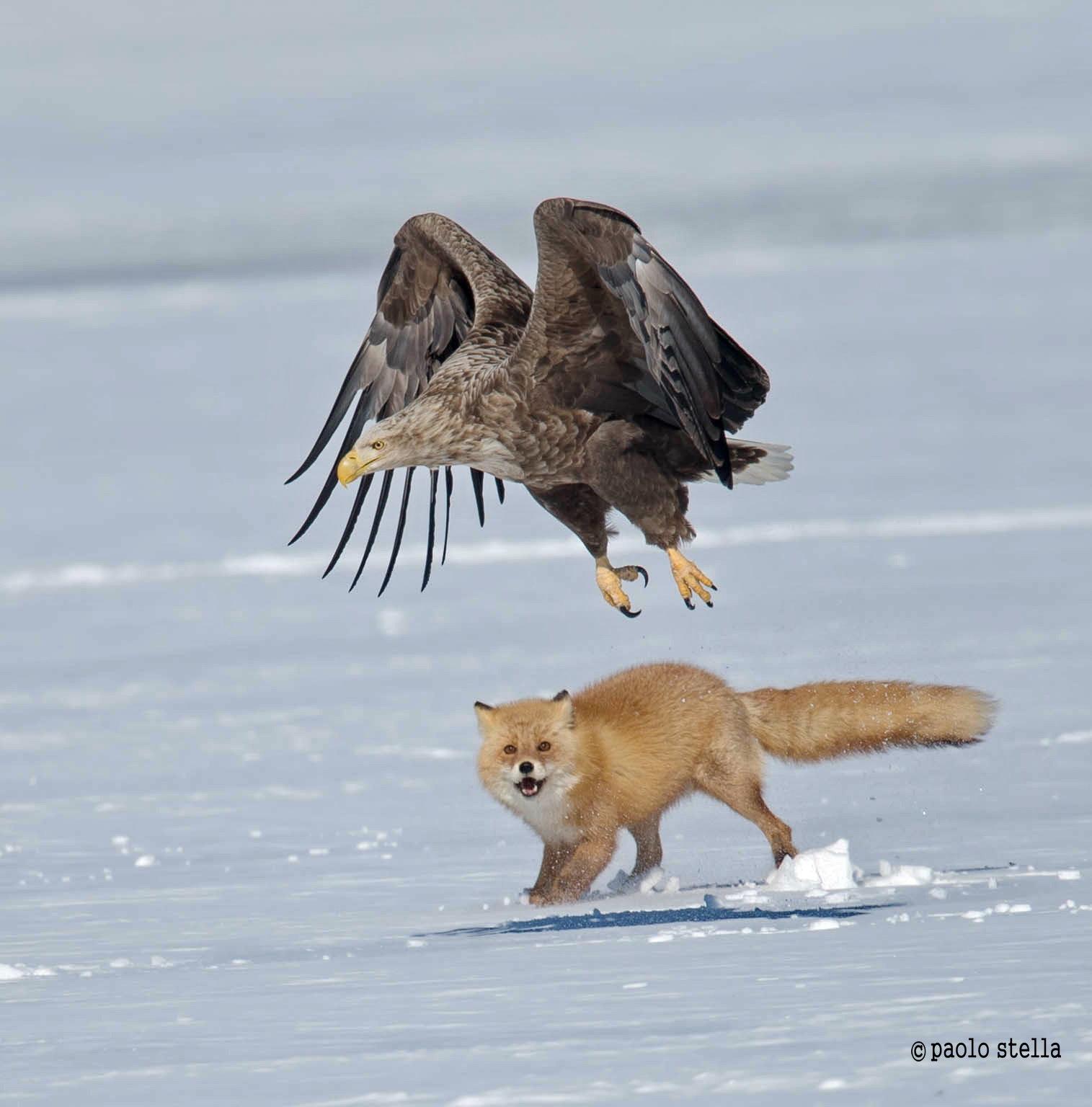 the fox and the eagle