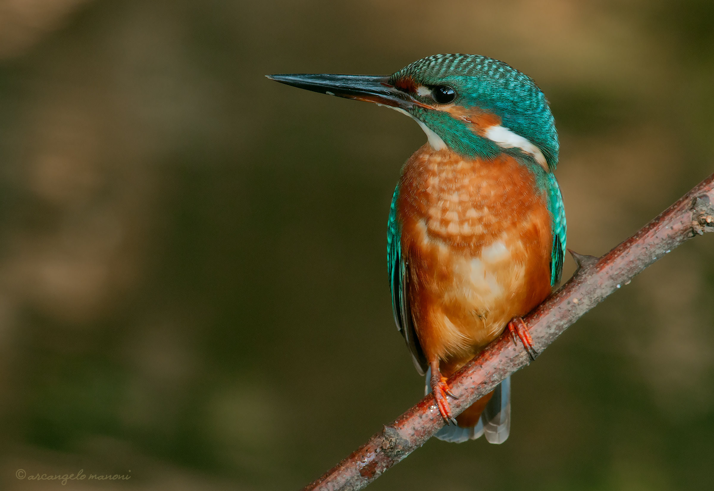 Una mia vecchia conoscenza