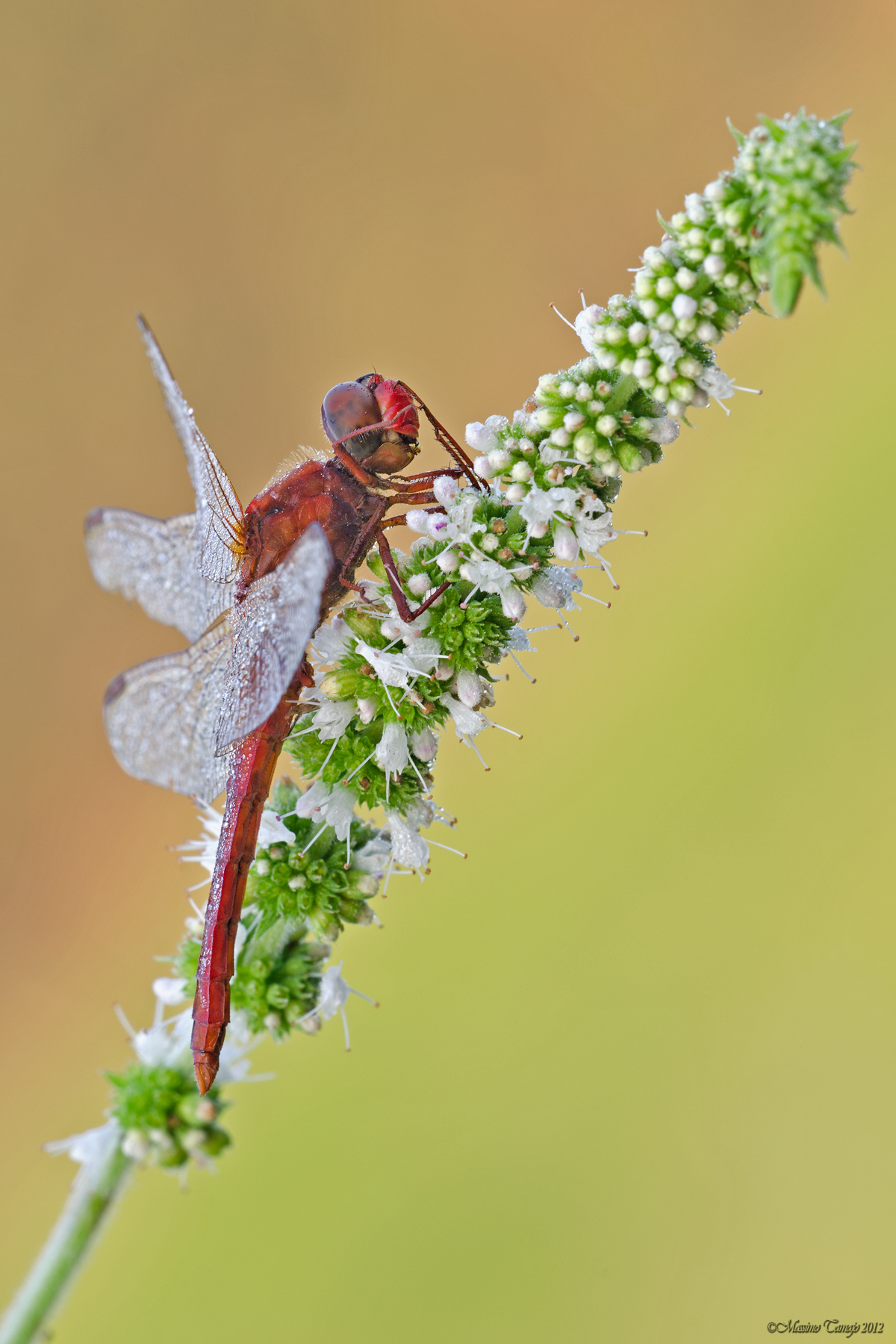 Sympetrum sanguineum