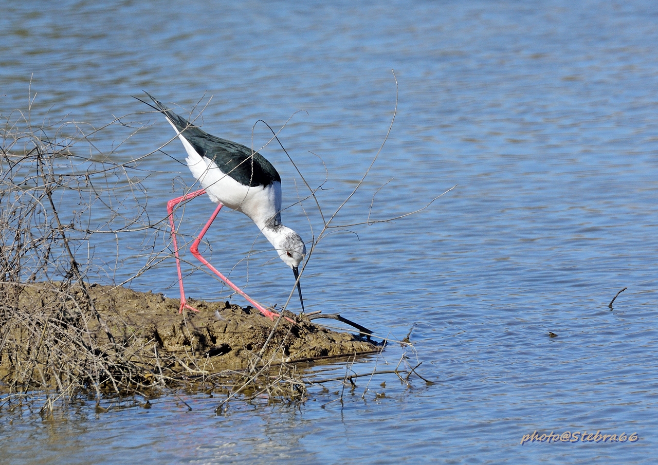 "Lancillotto" primo Cavaliere