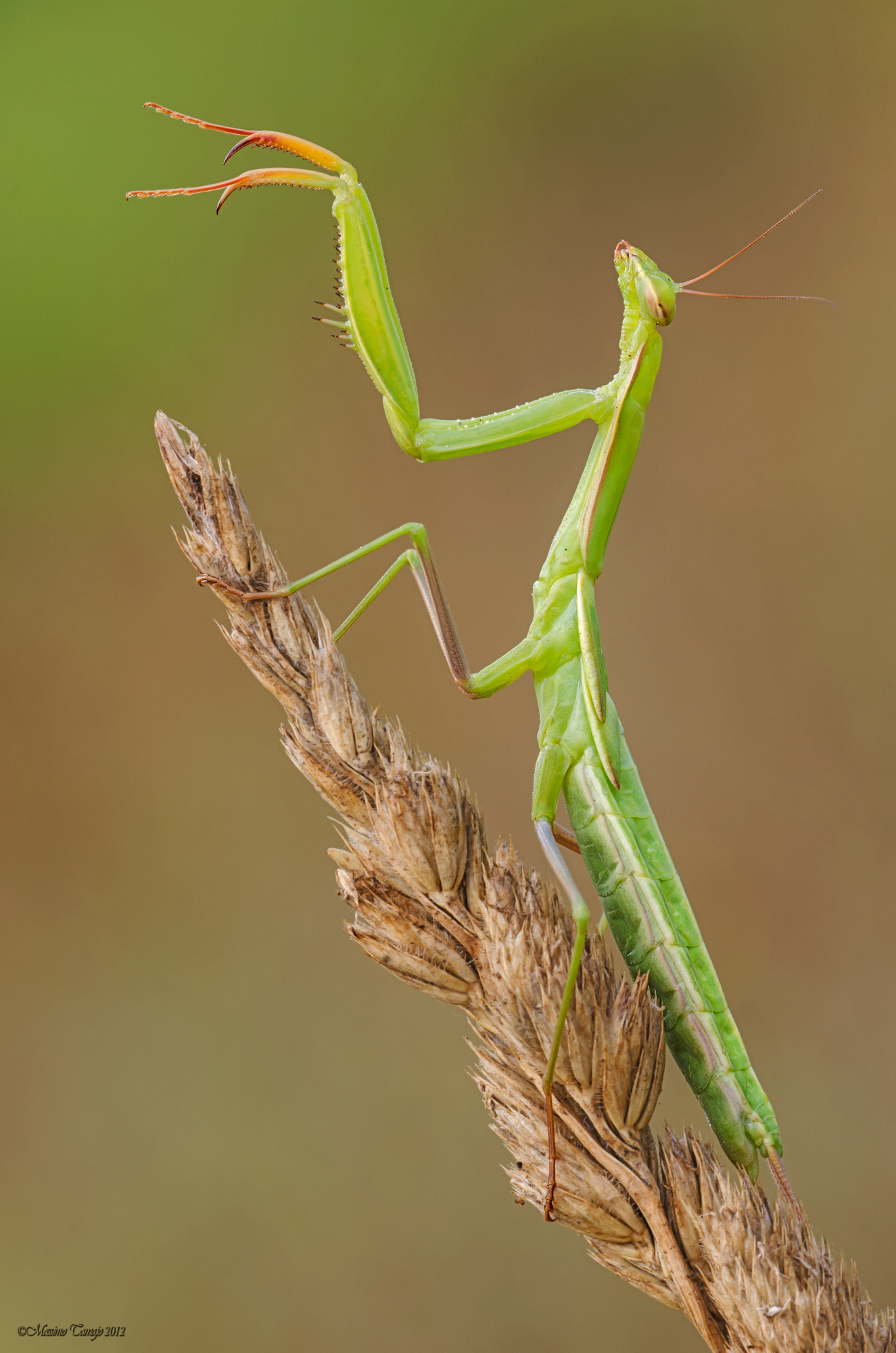 Praying Mantis