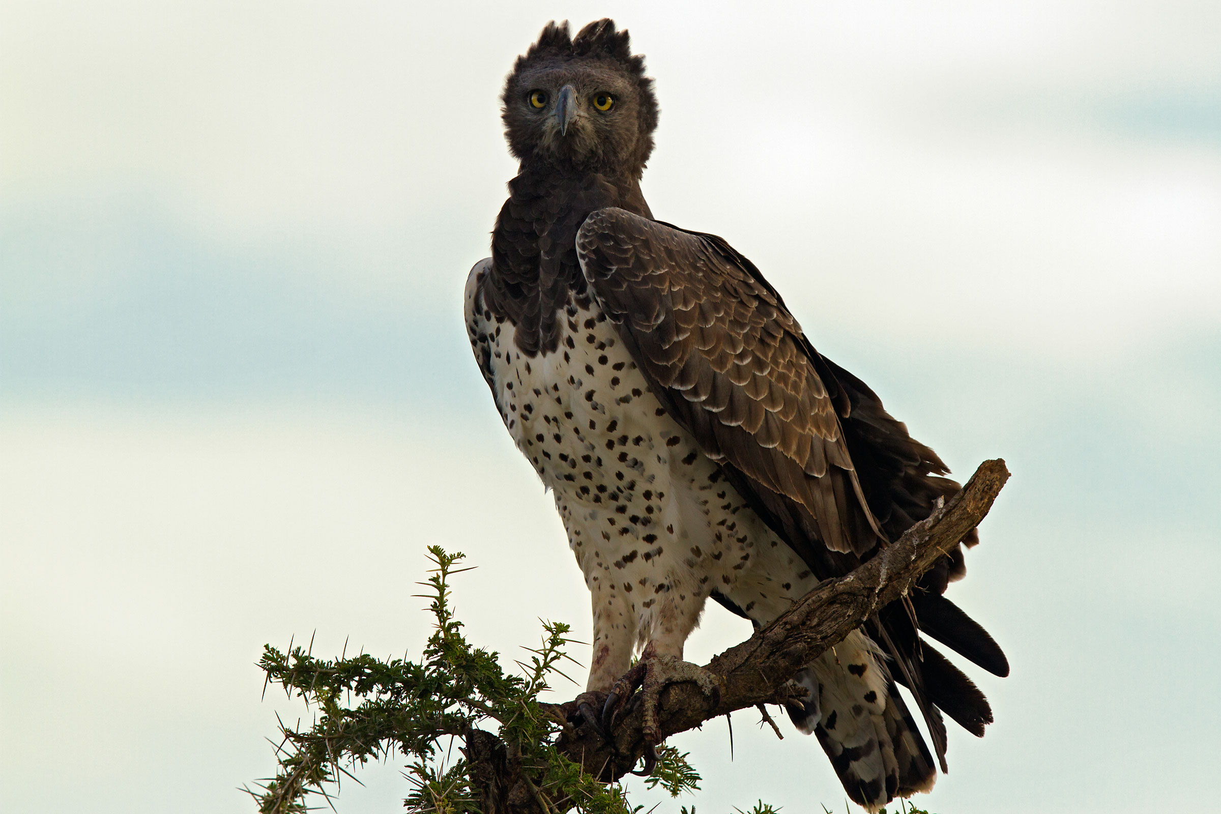 martial eagle
