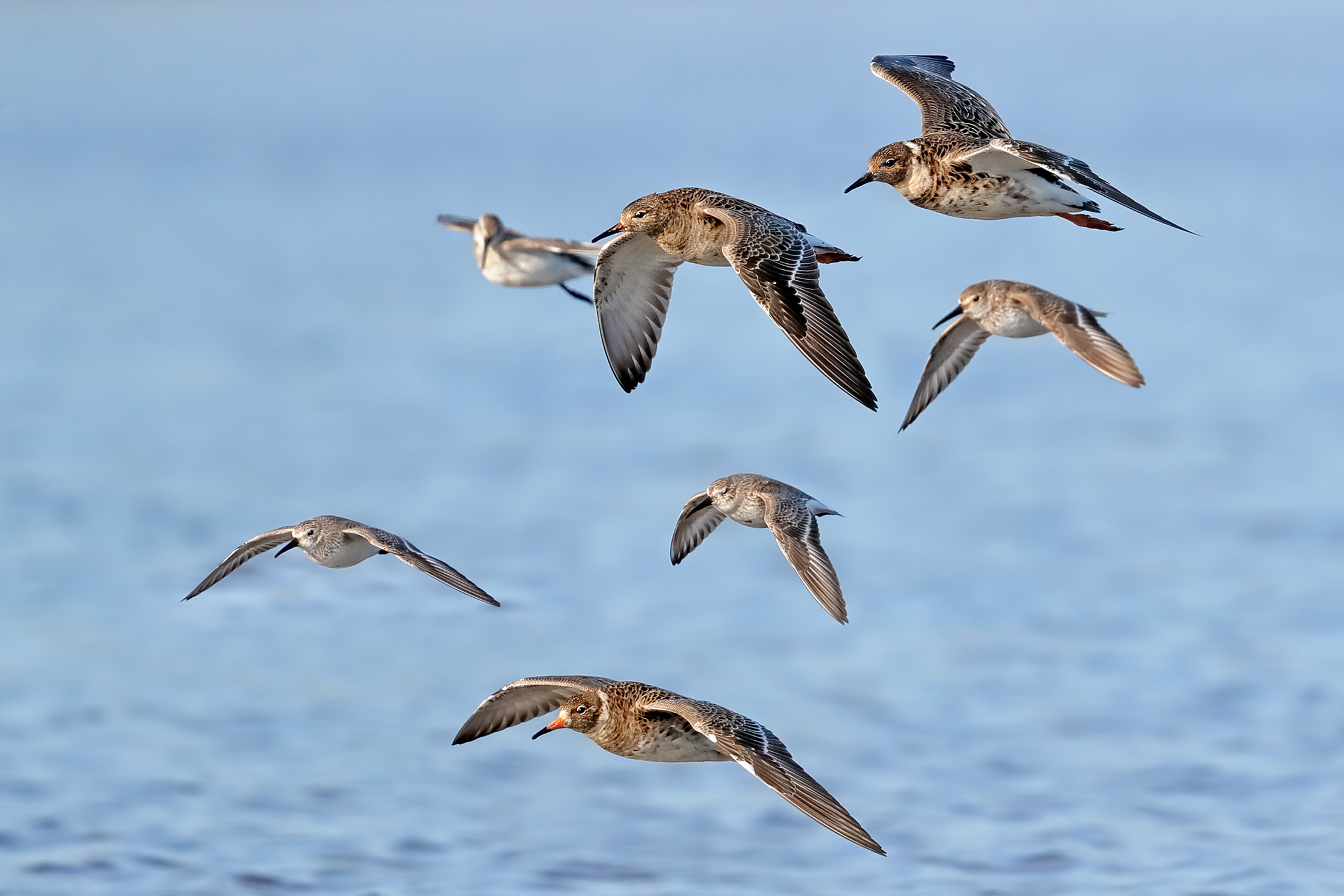 Fighters and sandpipers