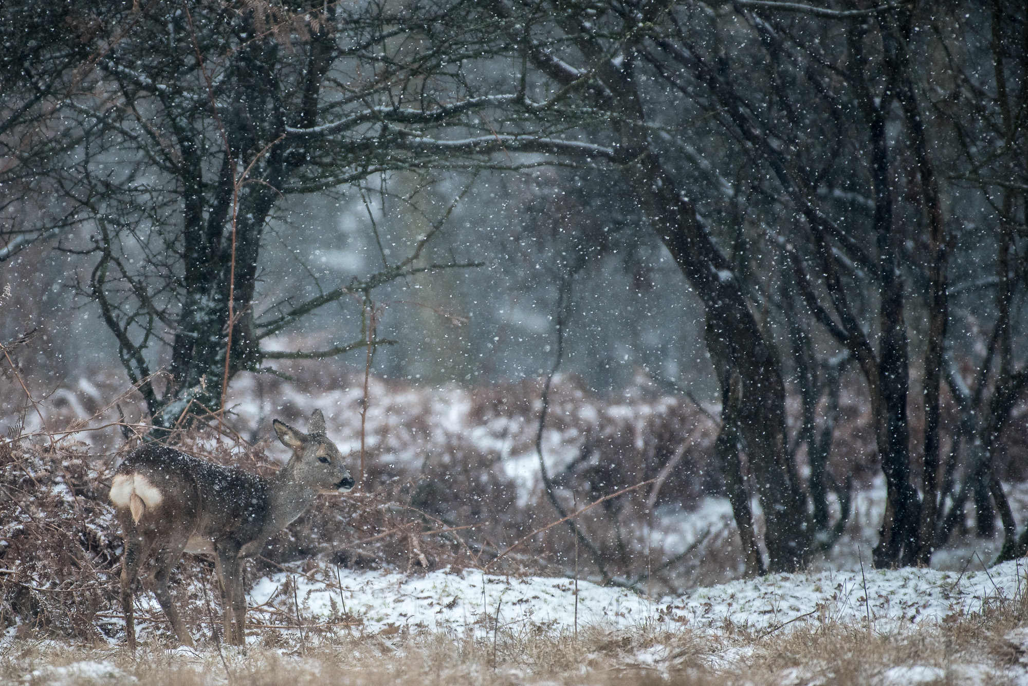 Roe deer in the snow