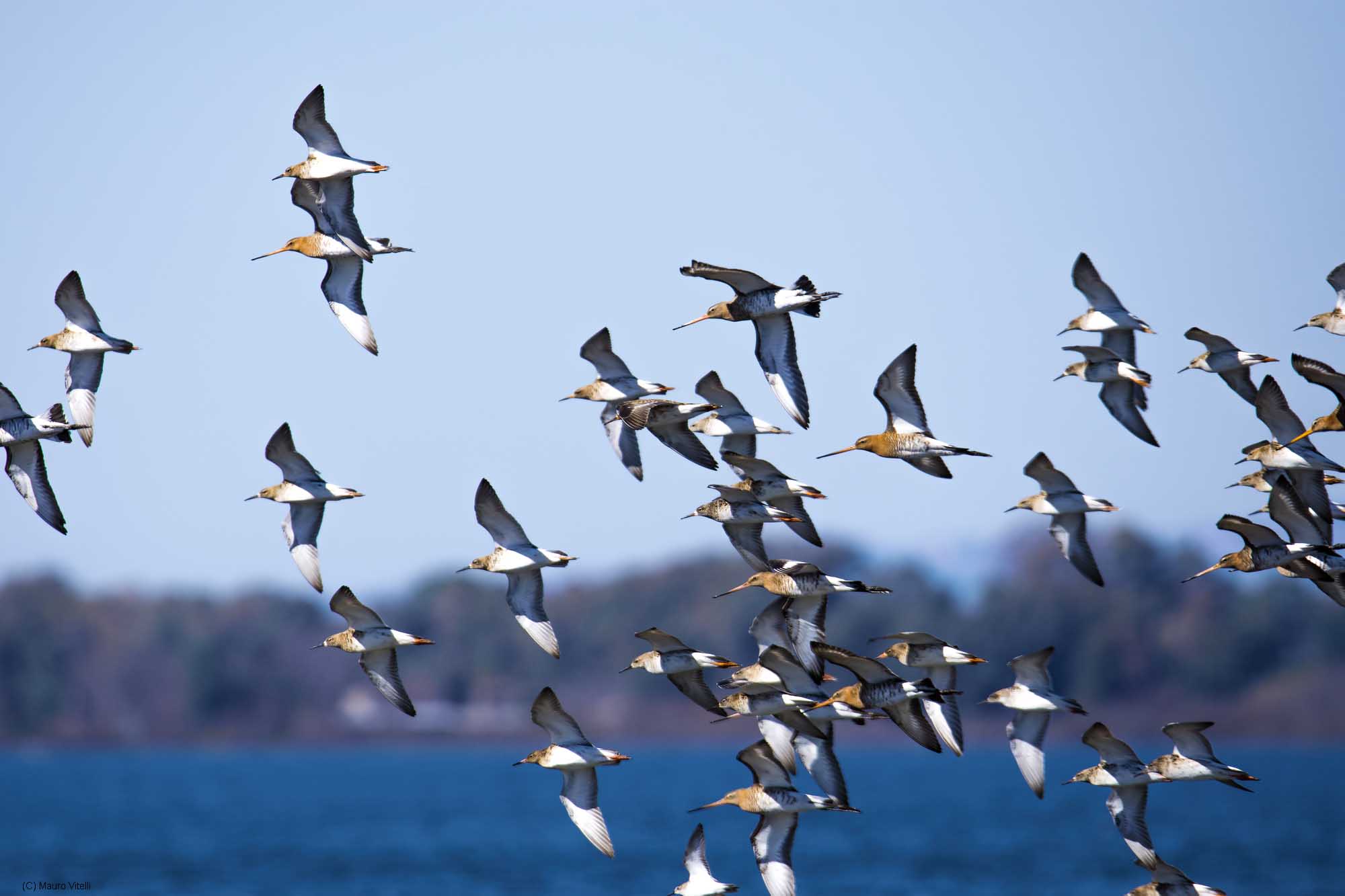 Pittime Reali and Fighters