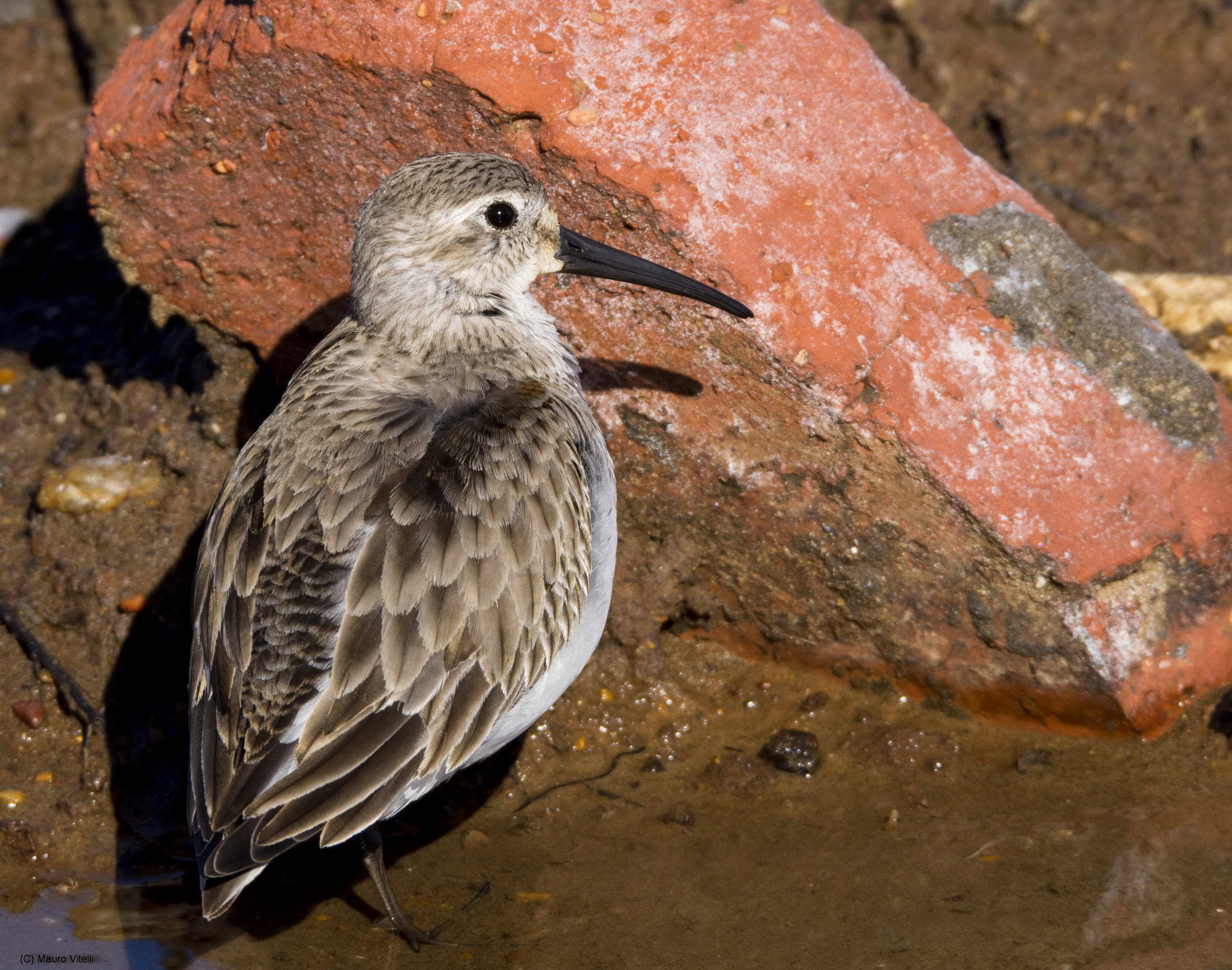 Sandpiper brick paving ...
