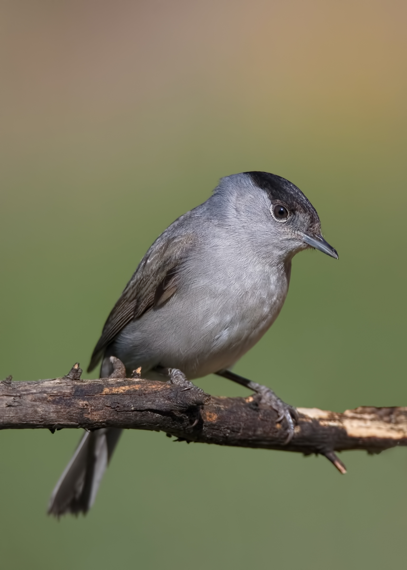 Blackcap (Sylvia atricapilla)