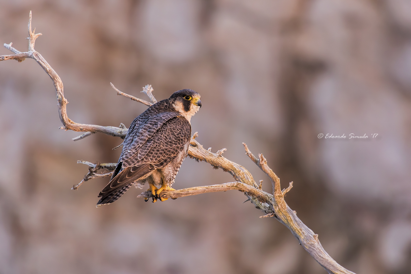 Falco pellegrino (maschio)