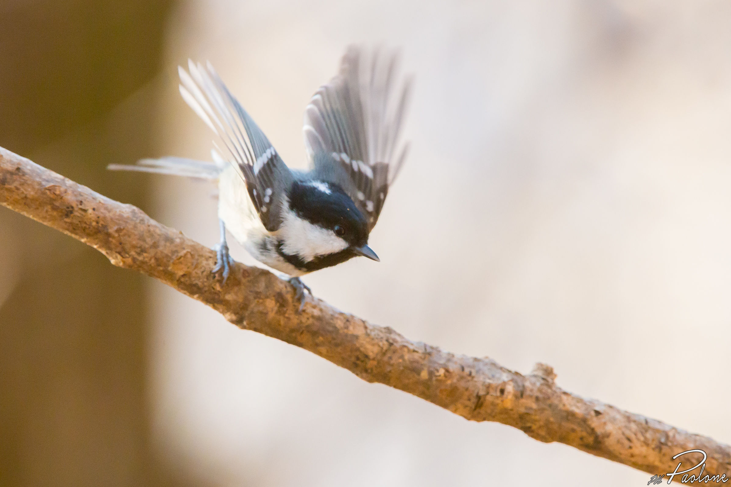 Takeoff, coal tit.